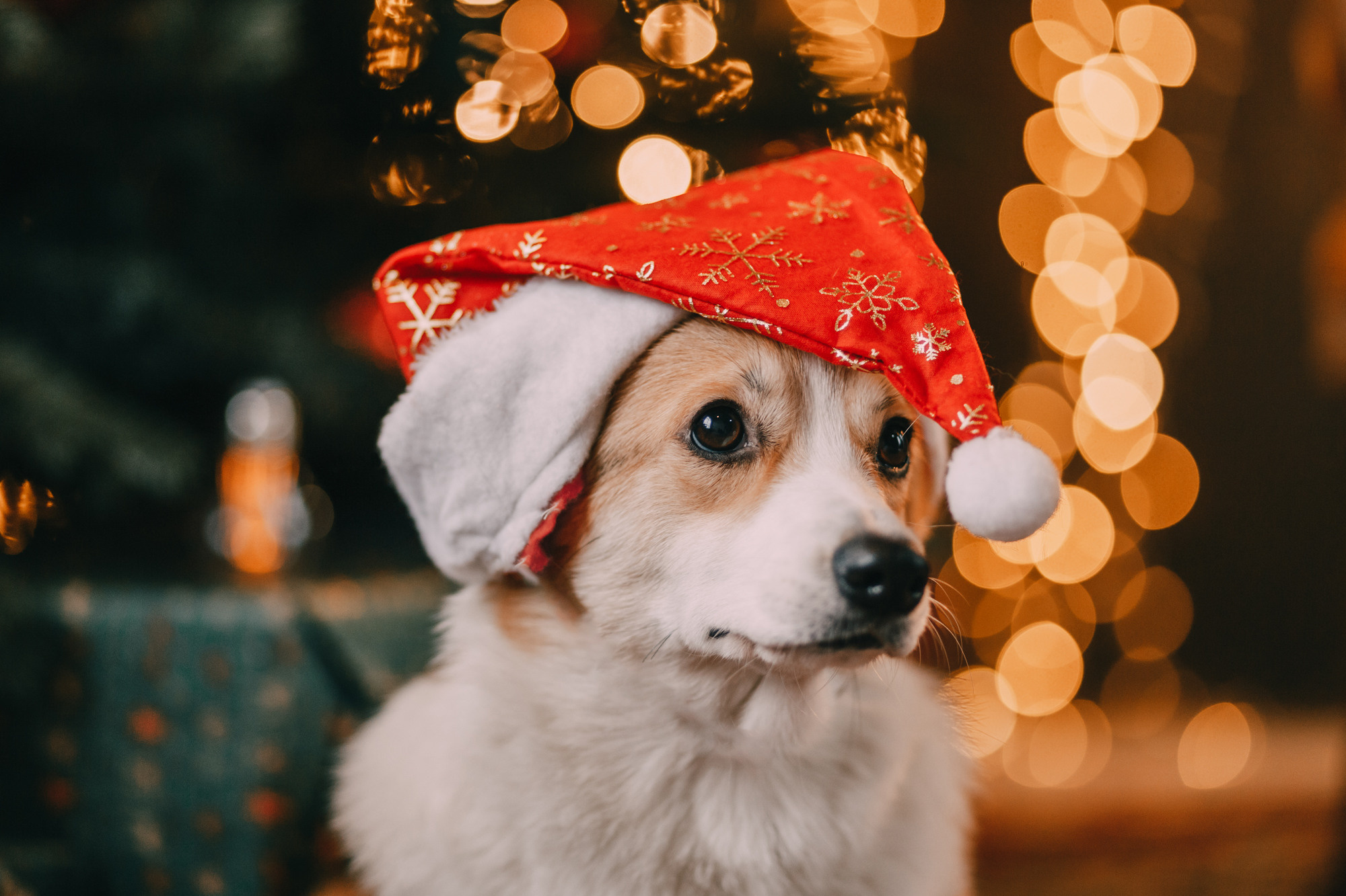Новогодний фотодень. Фотограф-анималист Елена Радченко, Москва