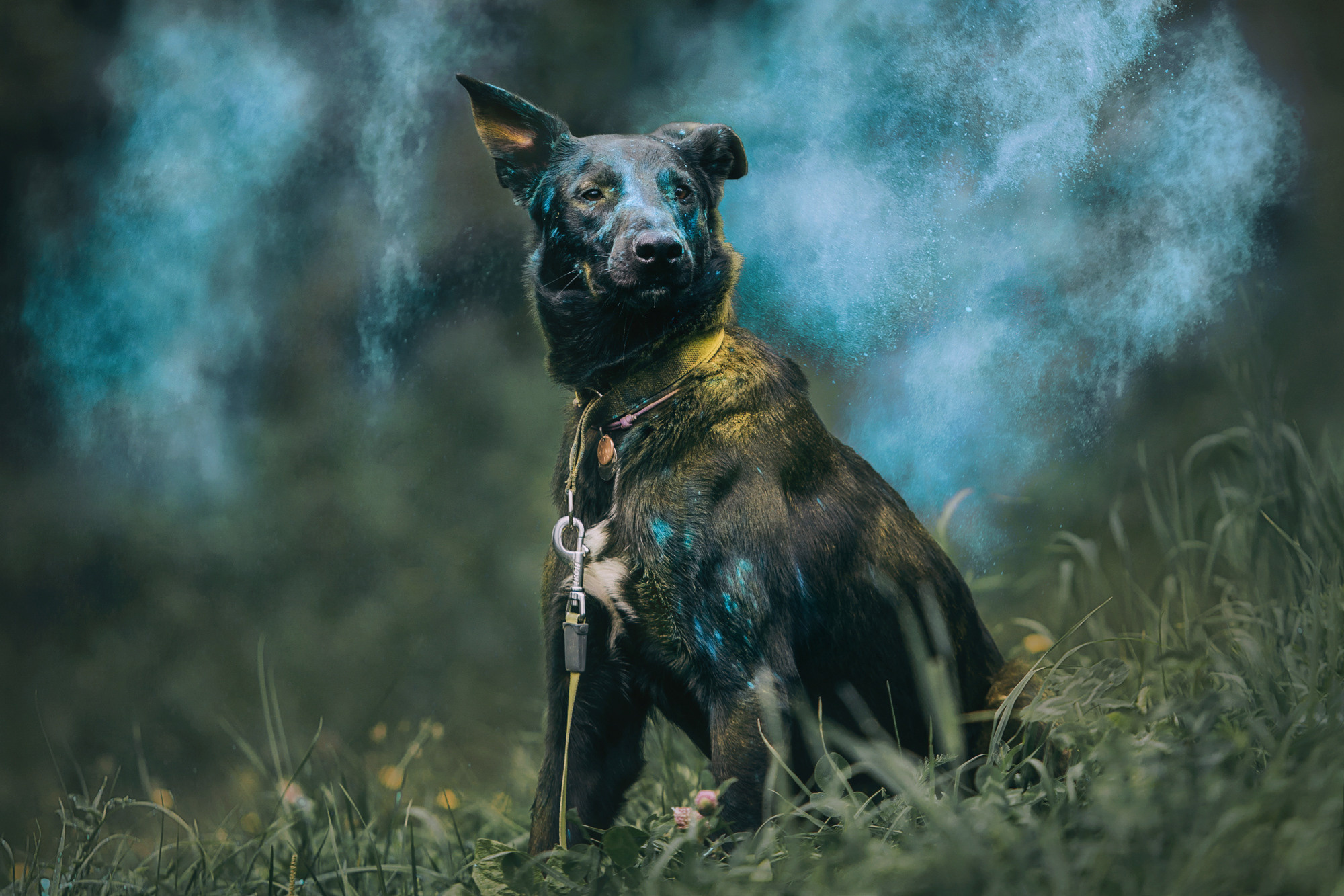 Чили. Фотограф-анималист Елена Радченко, Москва