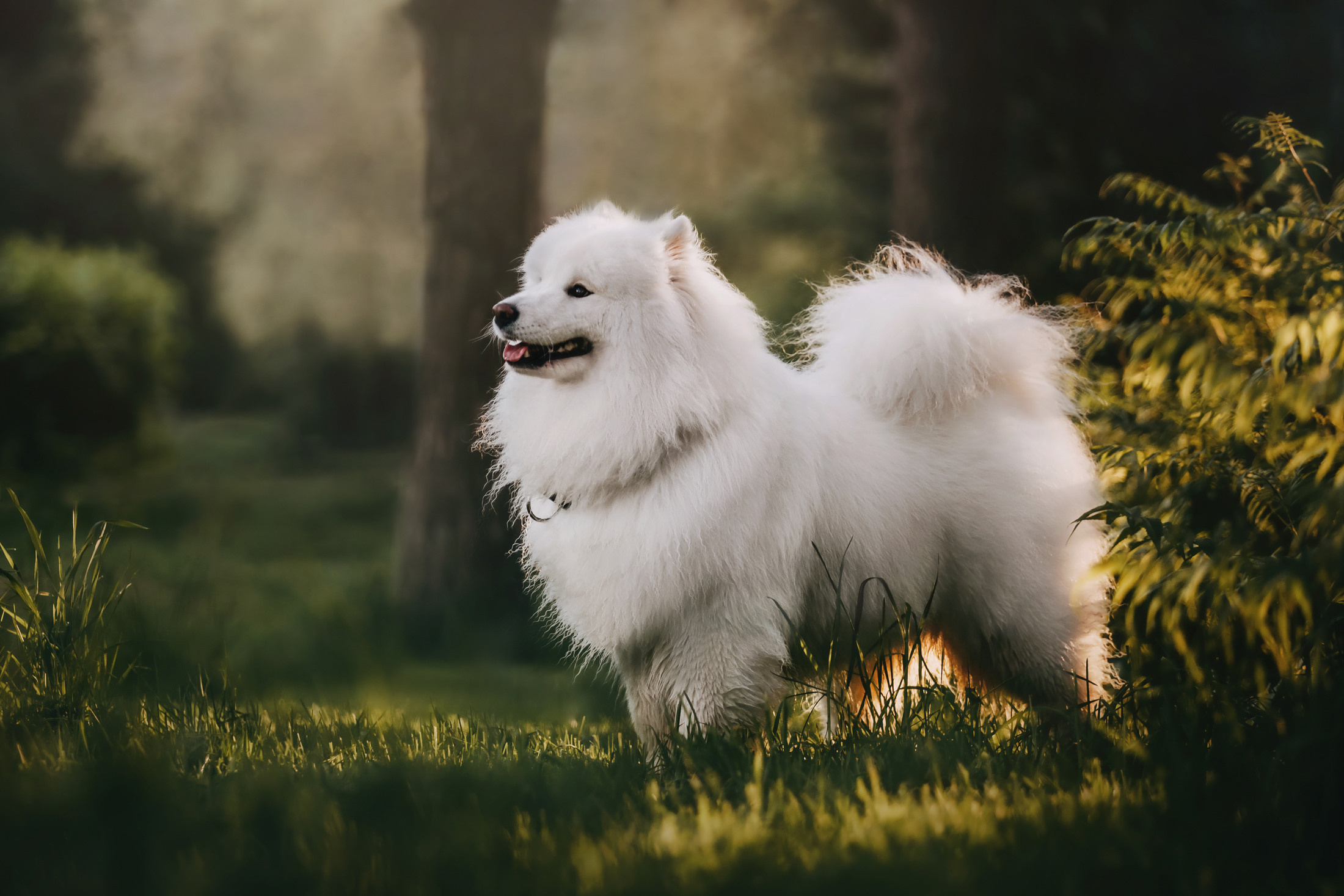 Эффи. Фотограф-анималист Елена Радченко, Москва