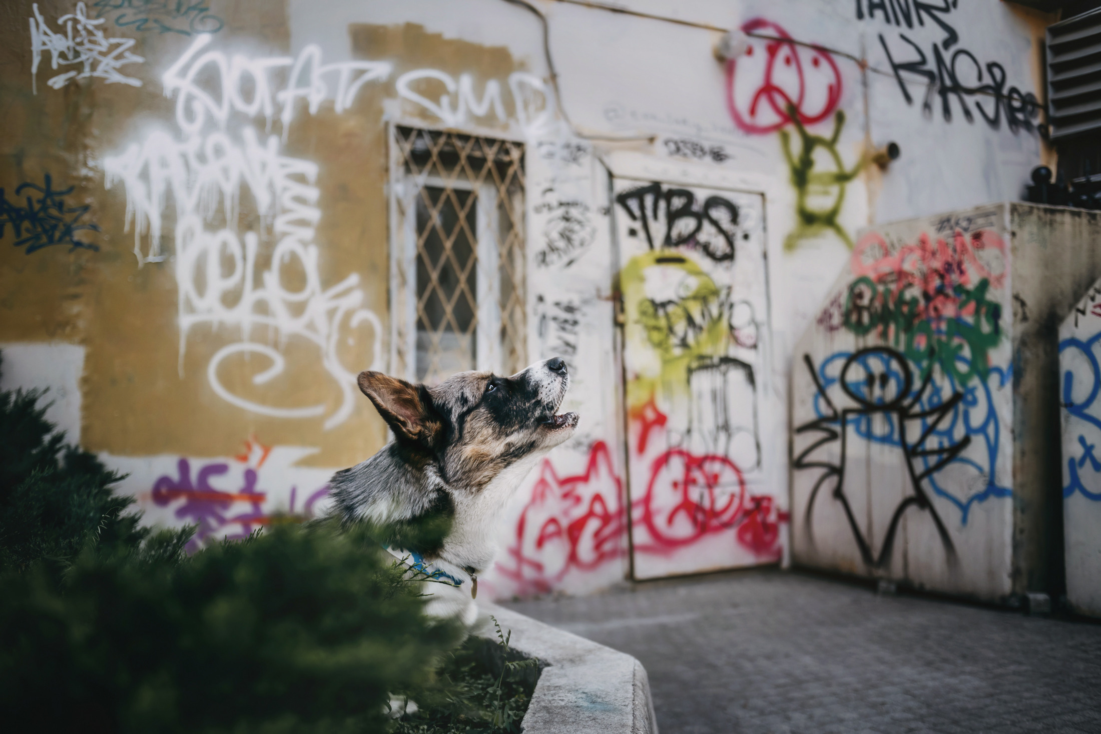 Оля и Кубик. Фотограф-анималист Елена Радченко, Москва