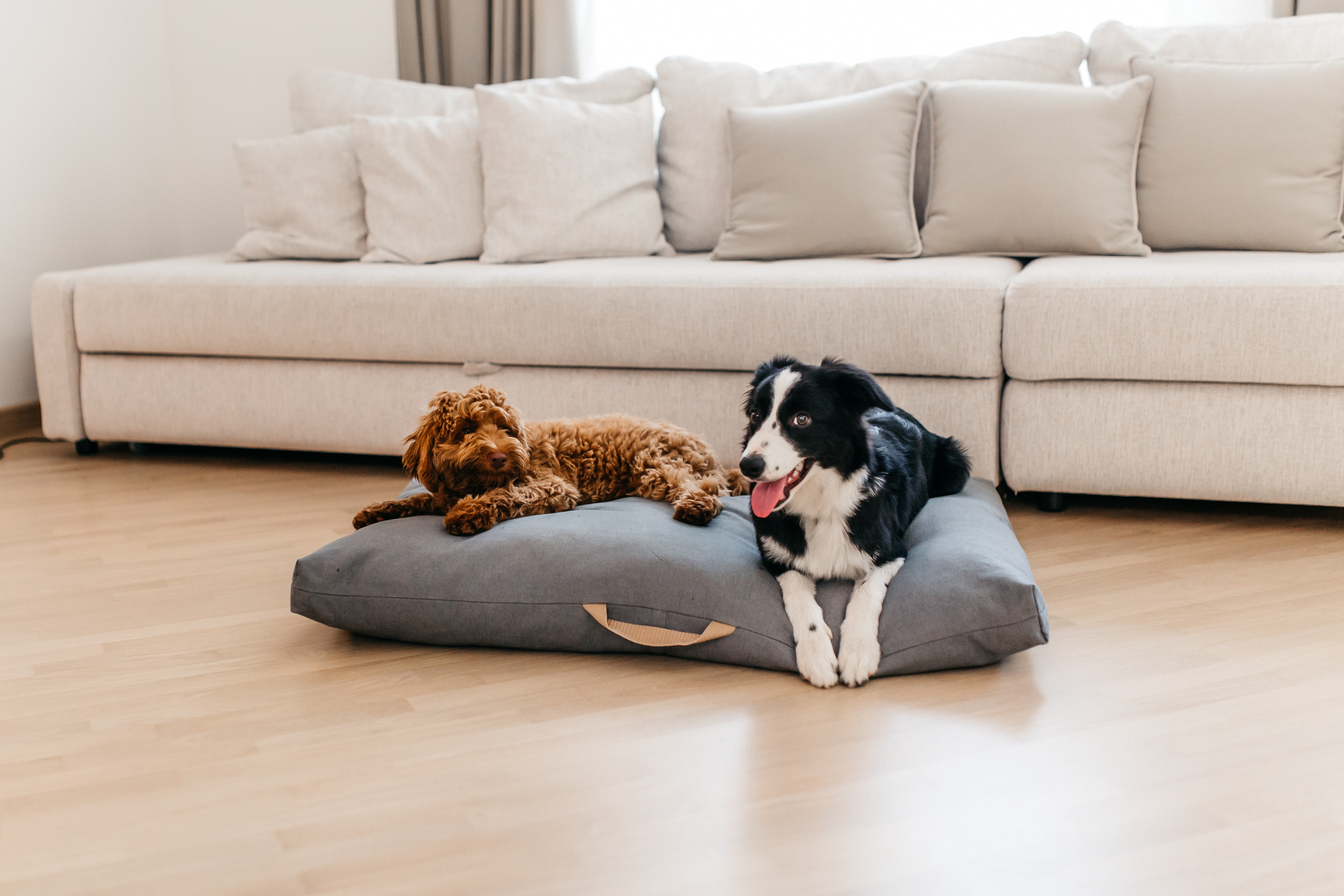 Магазин Bumbaboo. Фотограф-анималист Елена Радченко, Москва