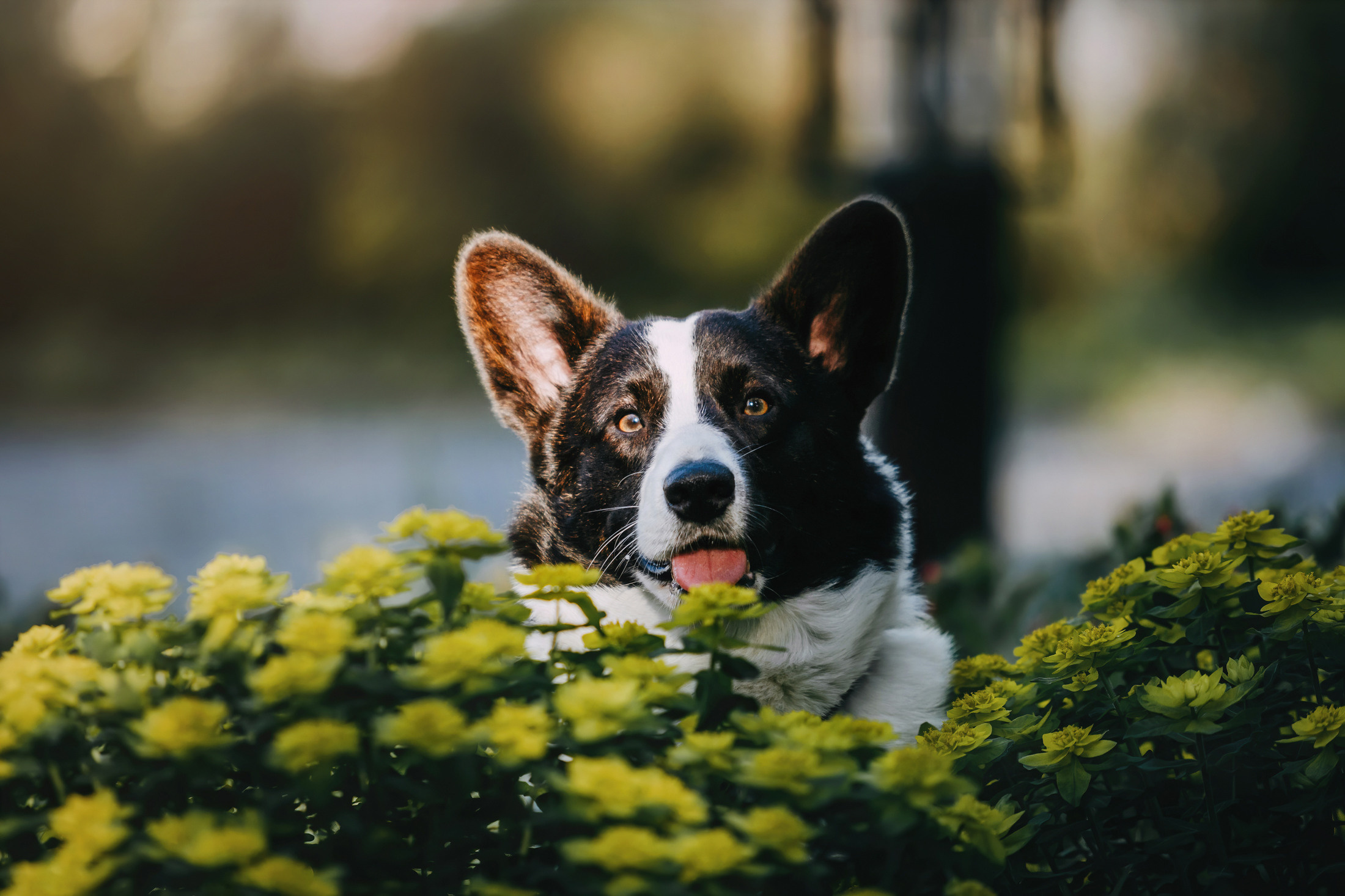 Винсент. Фотограф-анималист Елена Радченко, Москва