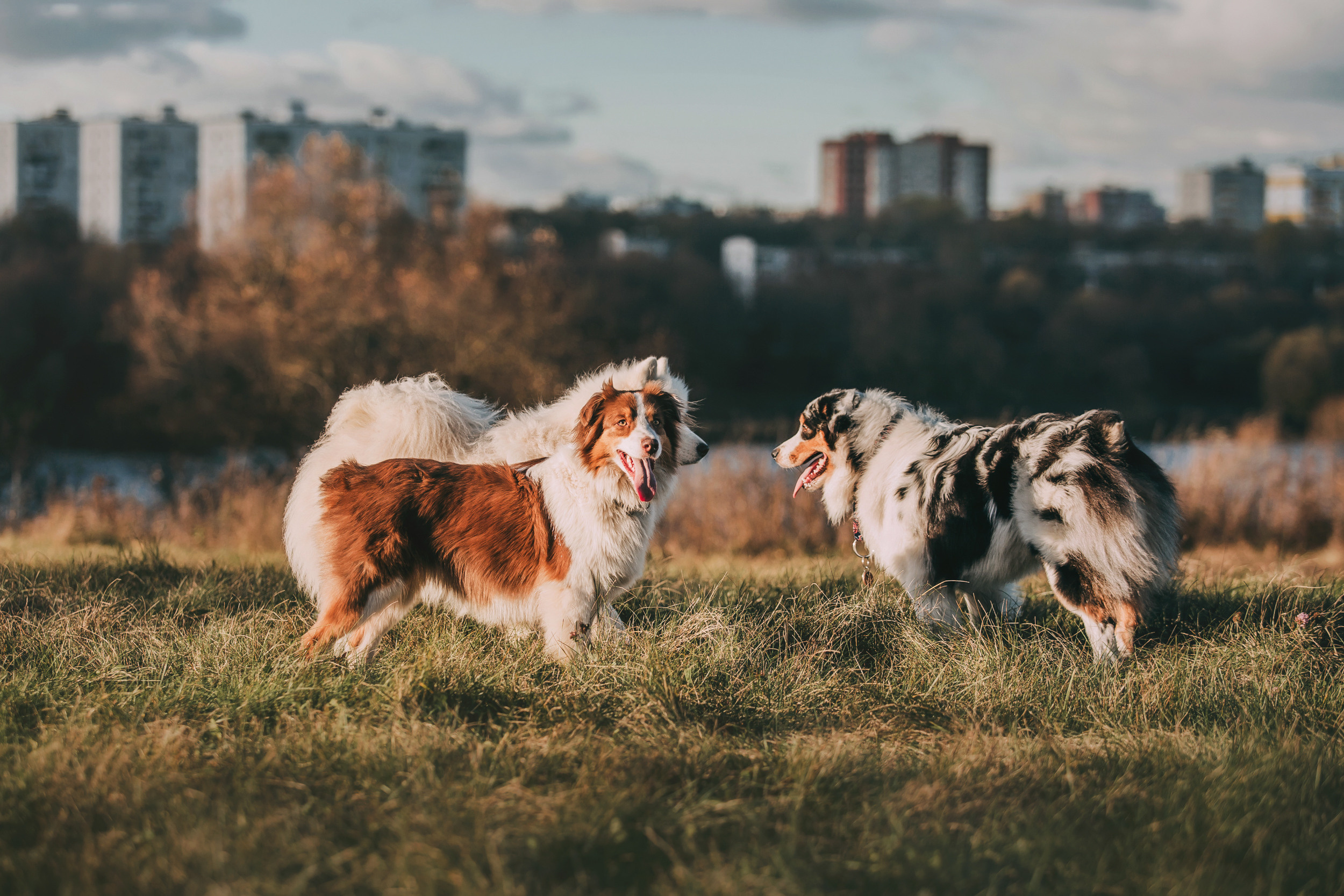 Аусси встреча. Фотограф-анималист Елена Радченко, Москва