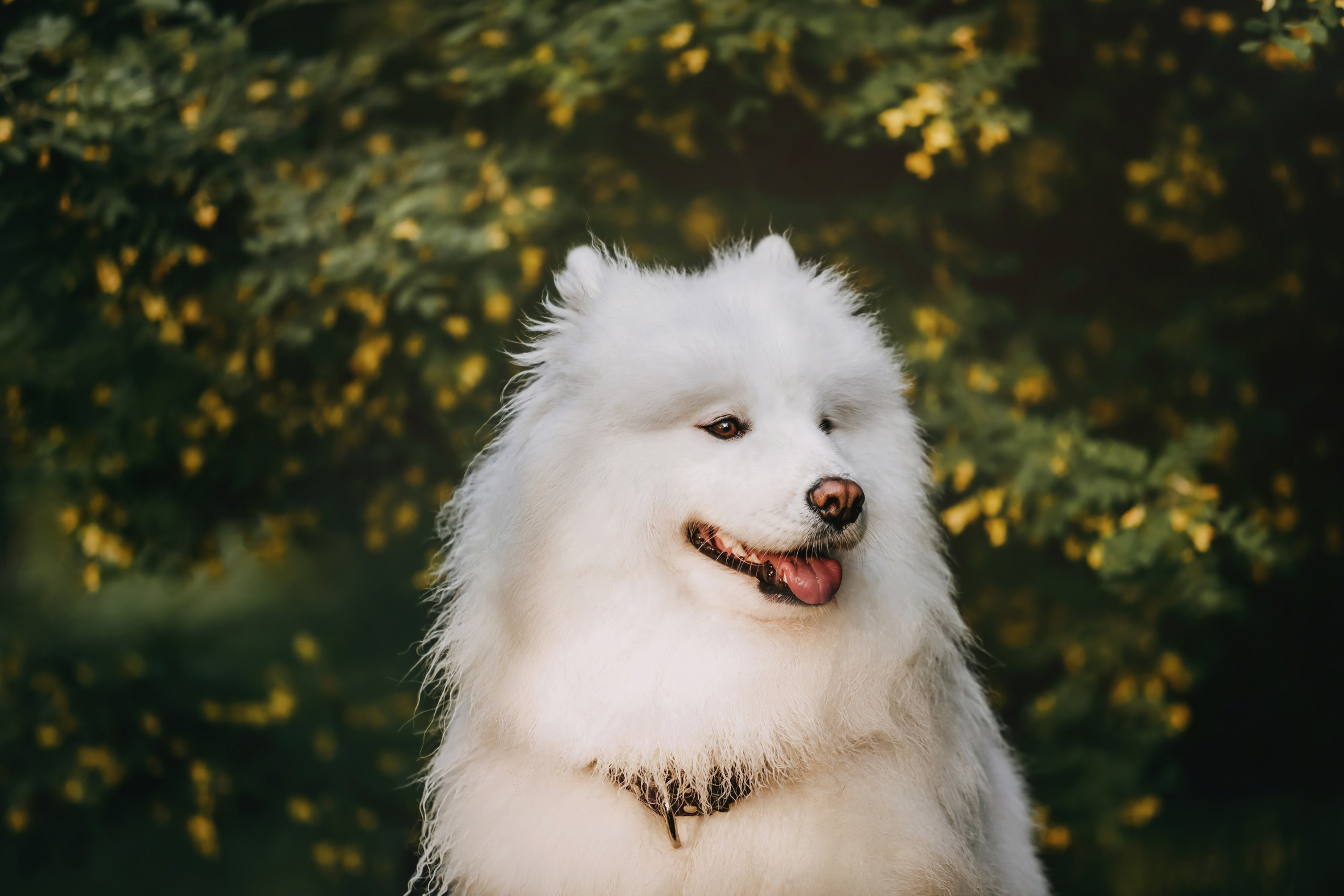 Эффи. Фотограф-анималист Елена Радченко, Москва