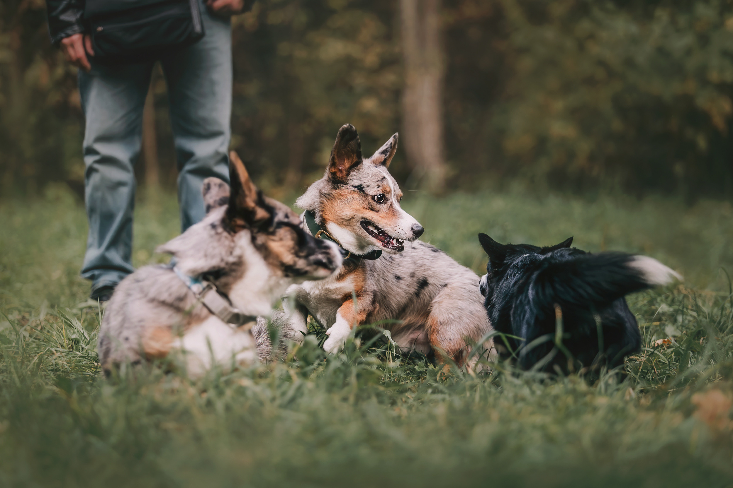 Корги встреча. Фотограф-анималист Елена Радченко, Москва