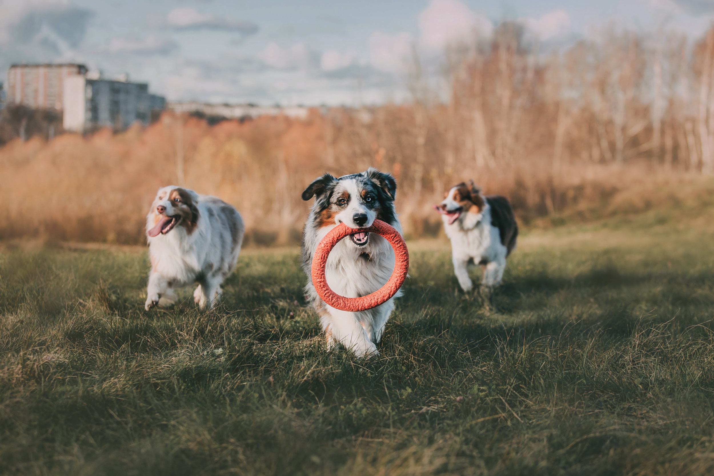 Аусси встреча. Фотограф-анималист Елена Радченко, Москва
