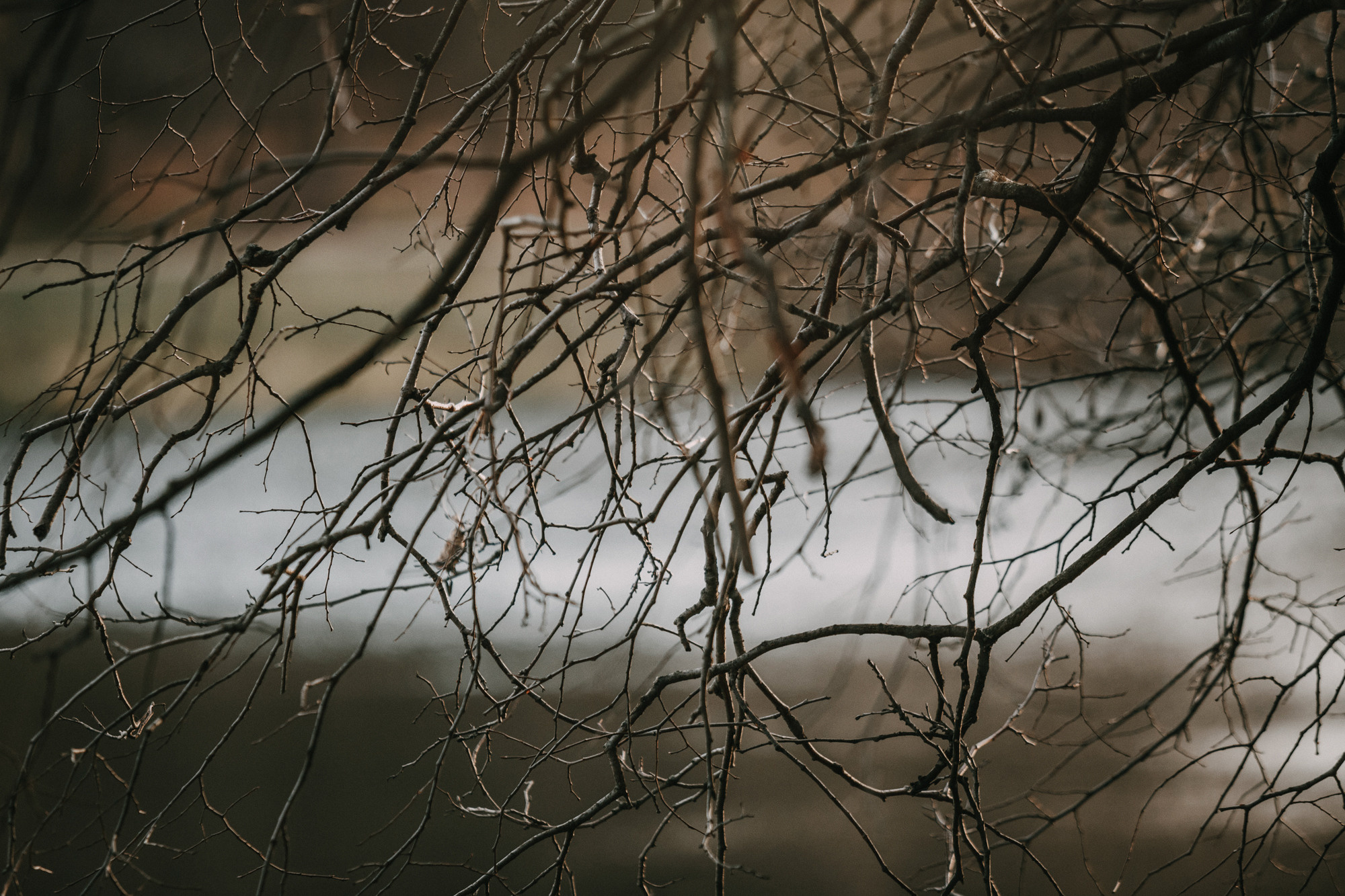 Асаль и Черри. Фотограф-анималист Елена Радченко, Москва