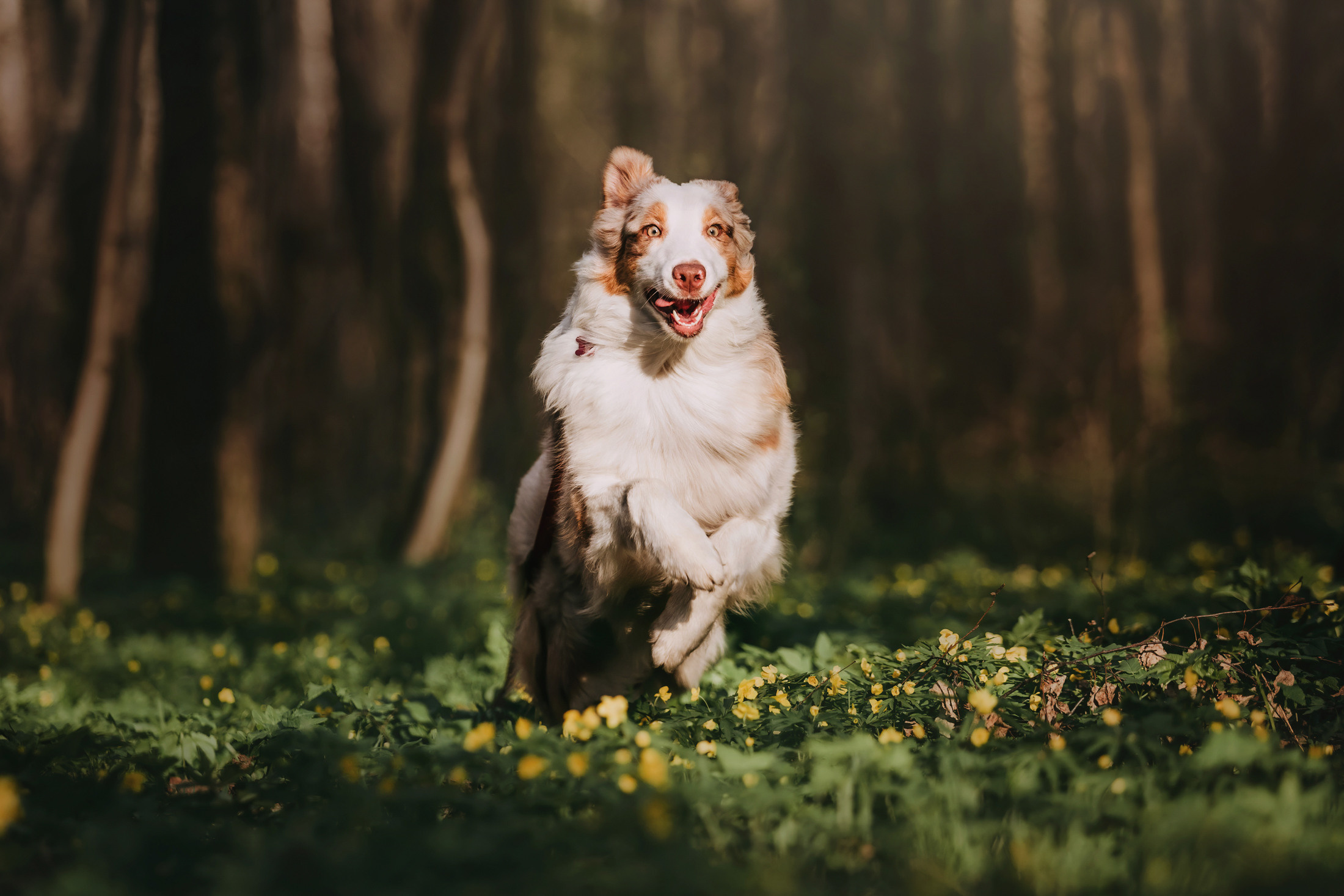 Джинни. Фотограф-анималист Елена Радченко, Москва