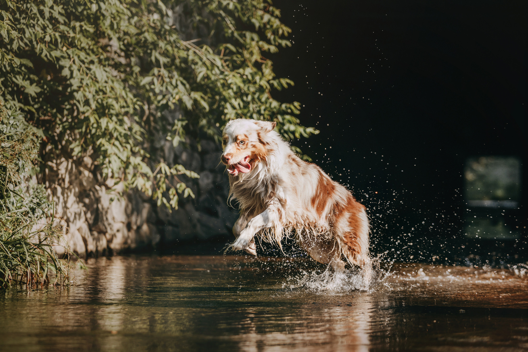 Хаул. Фотограф-анималист Елена Радченко, Москва
