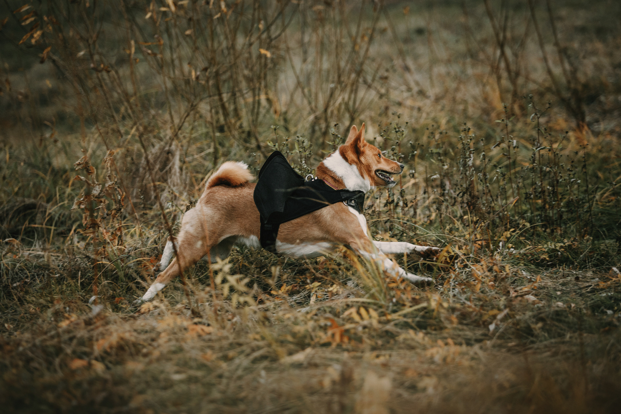 Мария и Рэд. Фотограф-анималист Елена Радченко, Москва