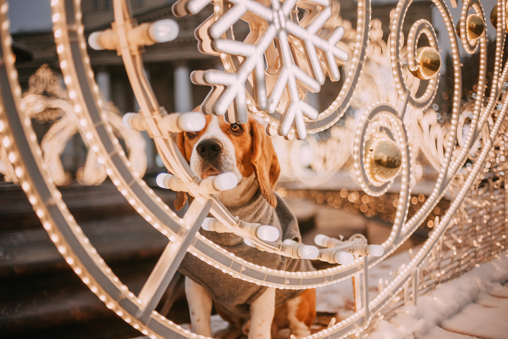 Марина и Дэй. Фотограф-анималист Елена Радченко, Москва