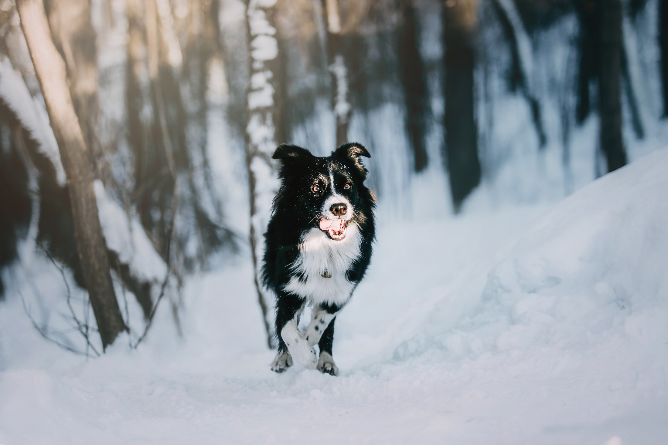 Юля и Маккензи. Фотограф-анималист Елена Радченко, Москва