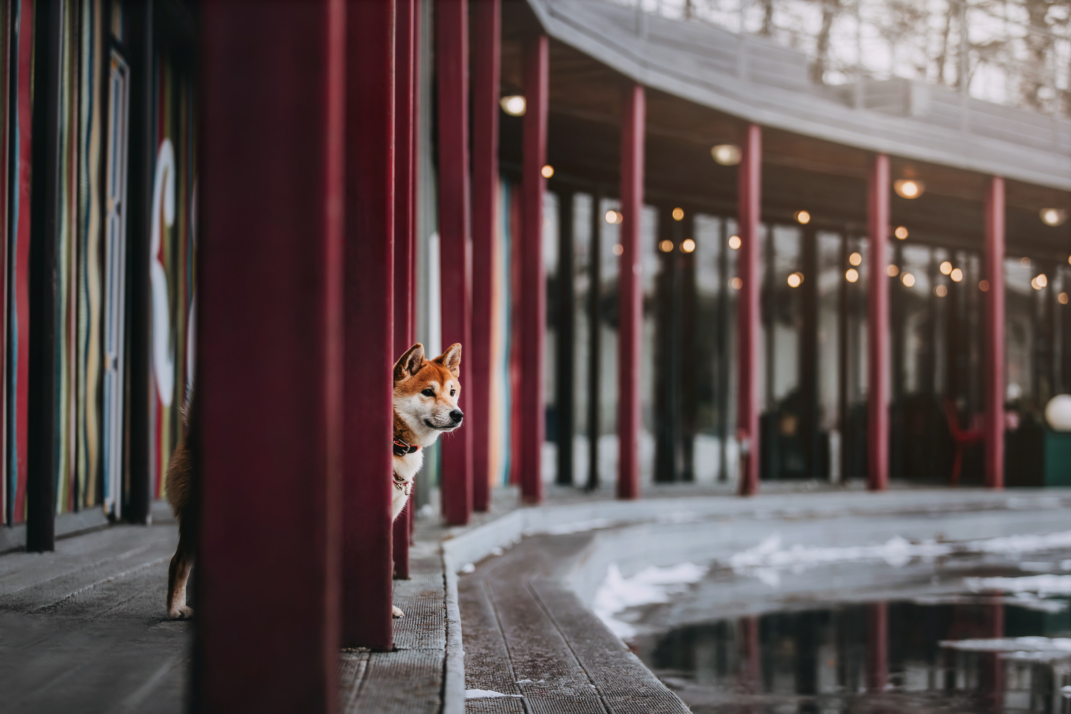 Юдай. Фотограф-анималист Елена Радченко, Москва