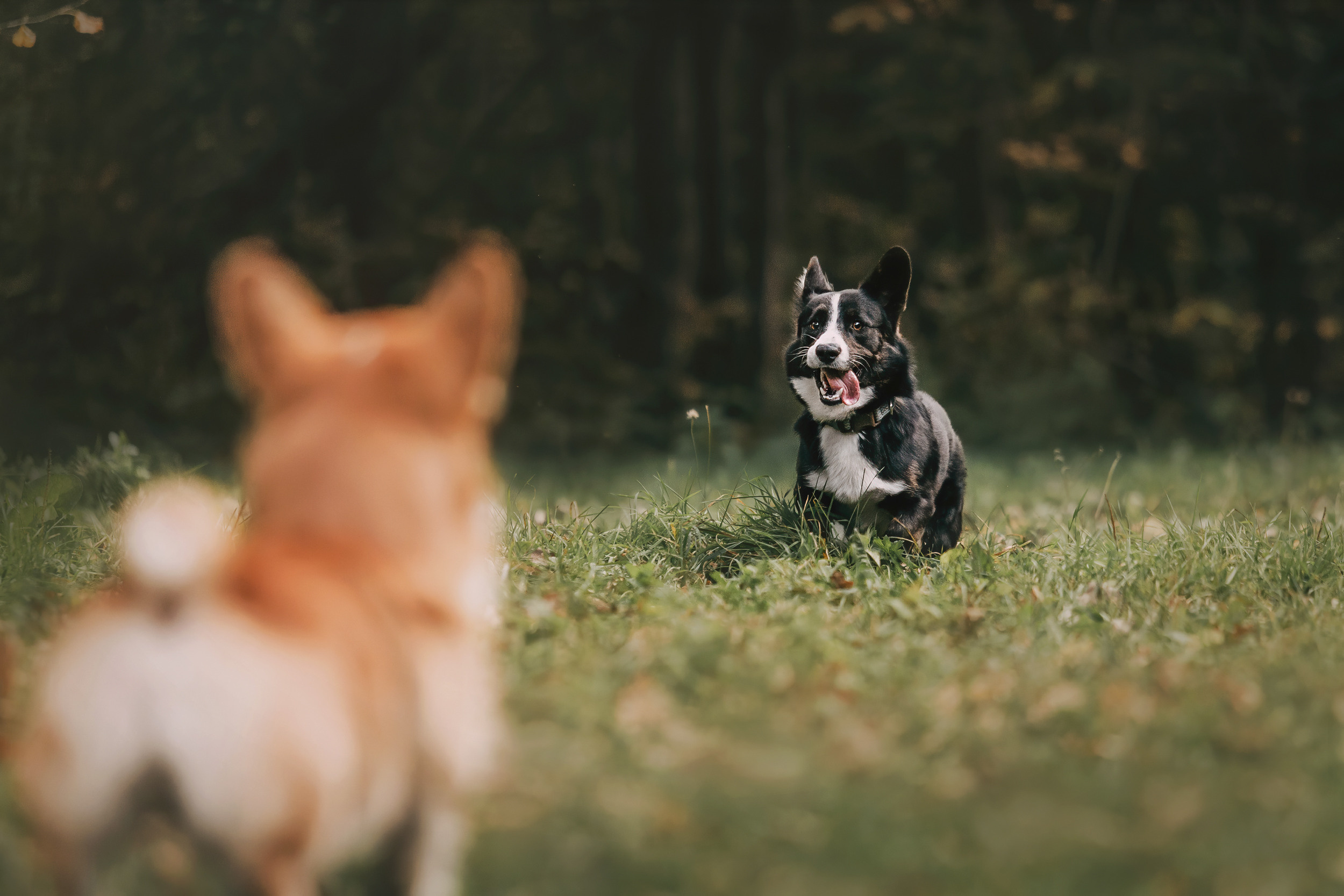 Корги встреча. Фотограф-анималист Елена Радченко, Москва