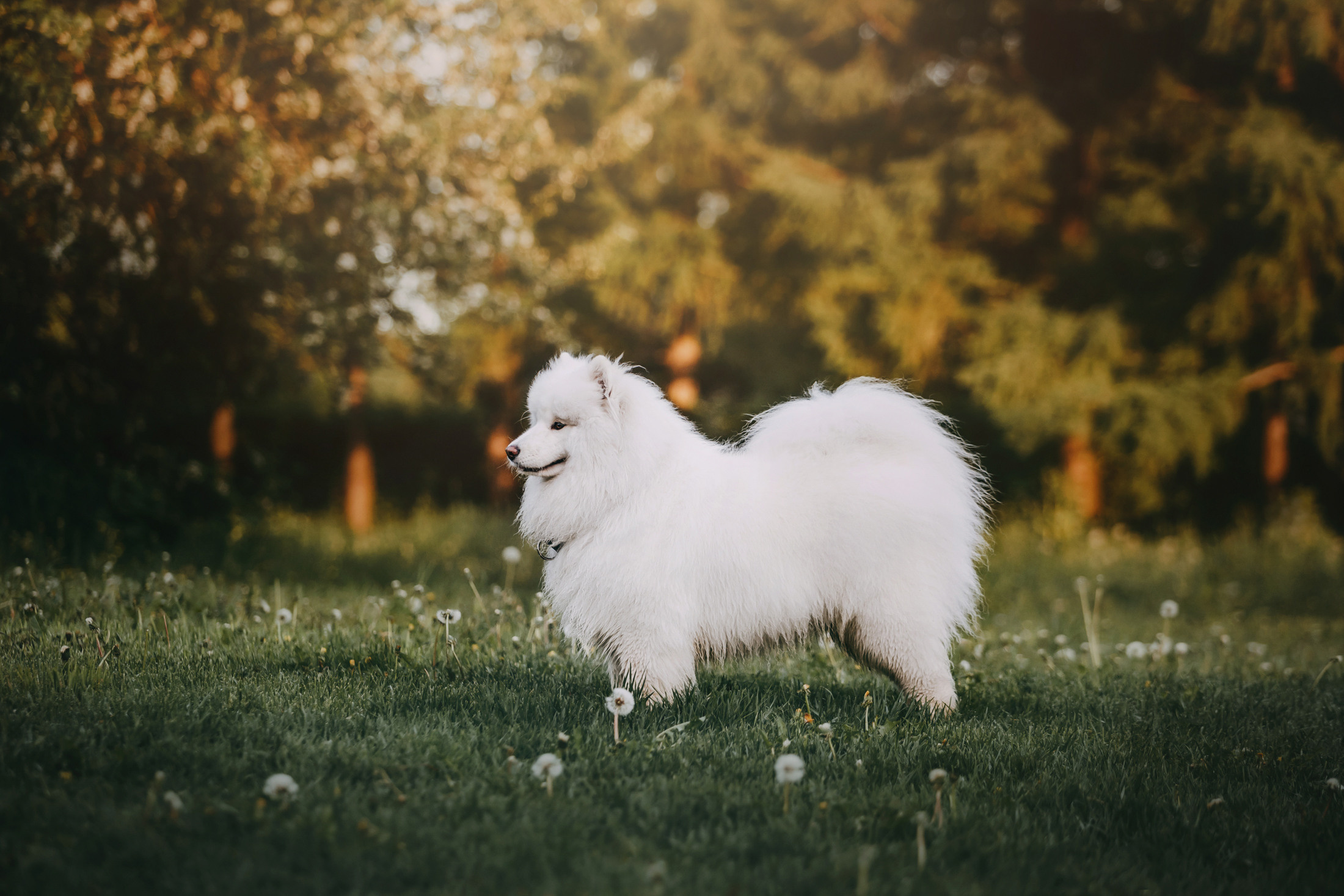 Эффи. Фотограф-анималист Елена Радченко, Москва