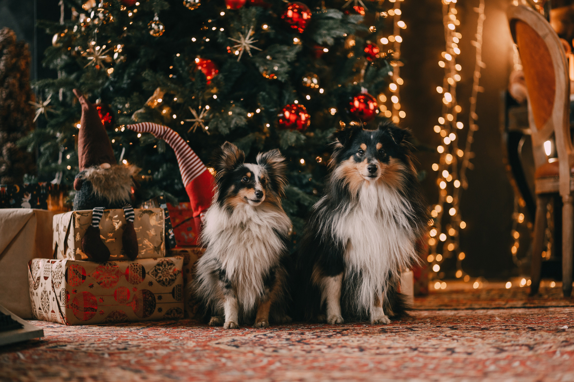Новогодний фотодень. Фотограф-анималист Елена Радченко, Москва