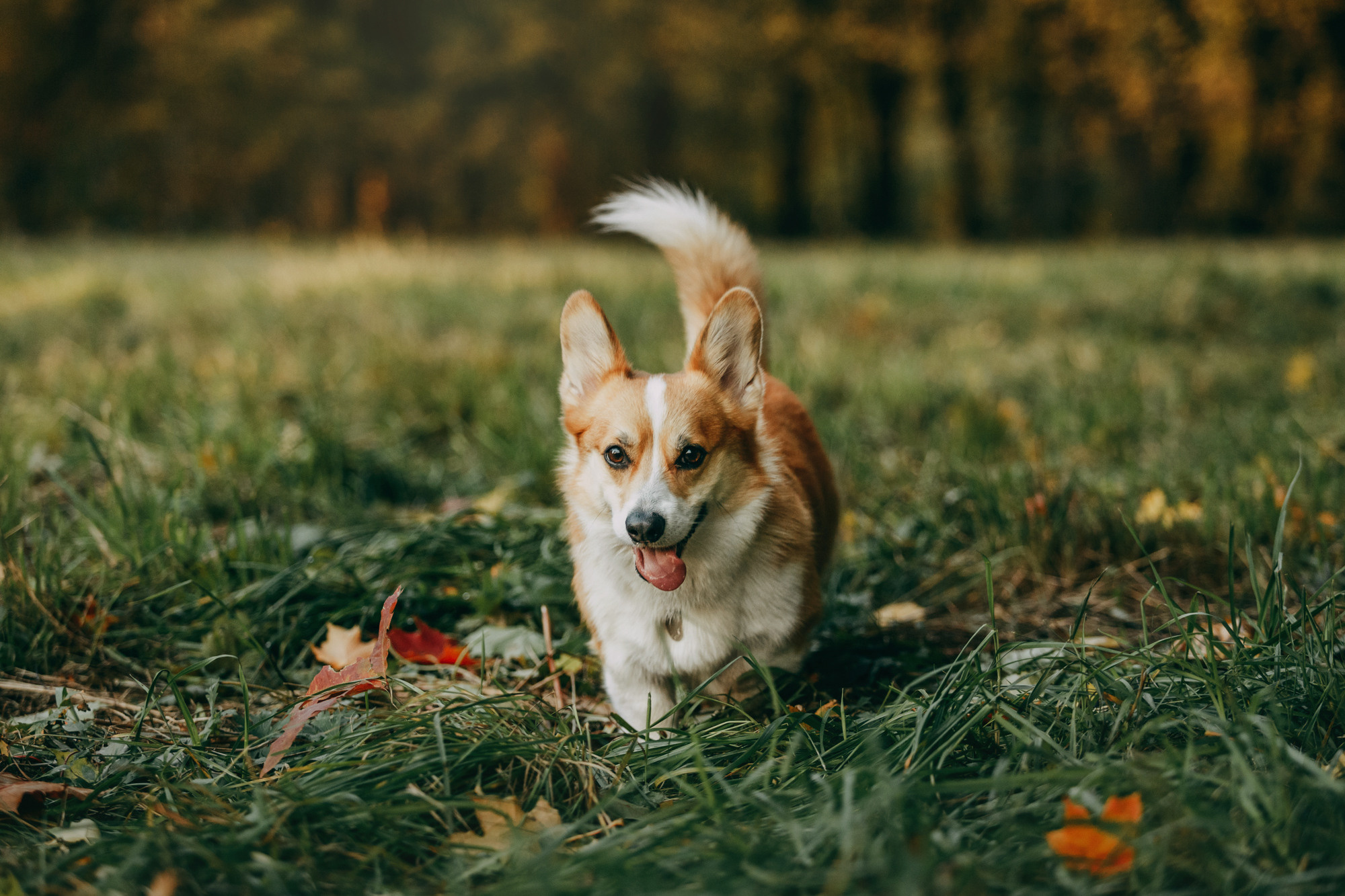 Настя и Пумба. Фотограф-анималист Елена Радченко, Москва