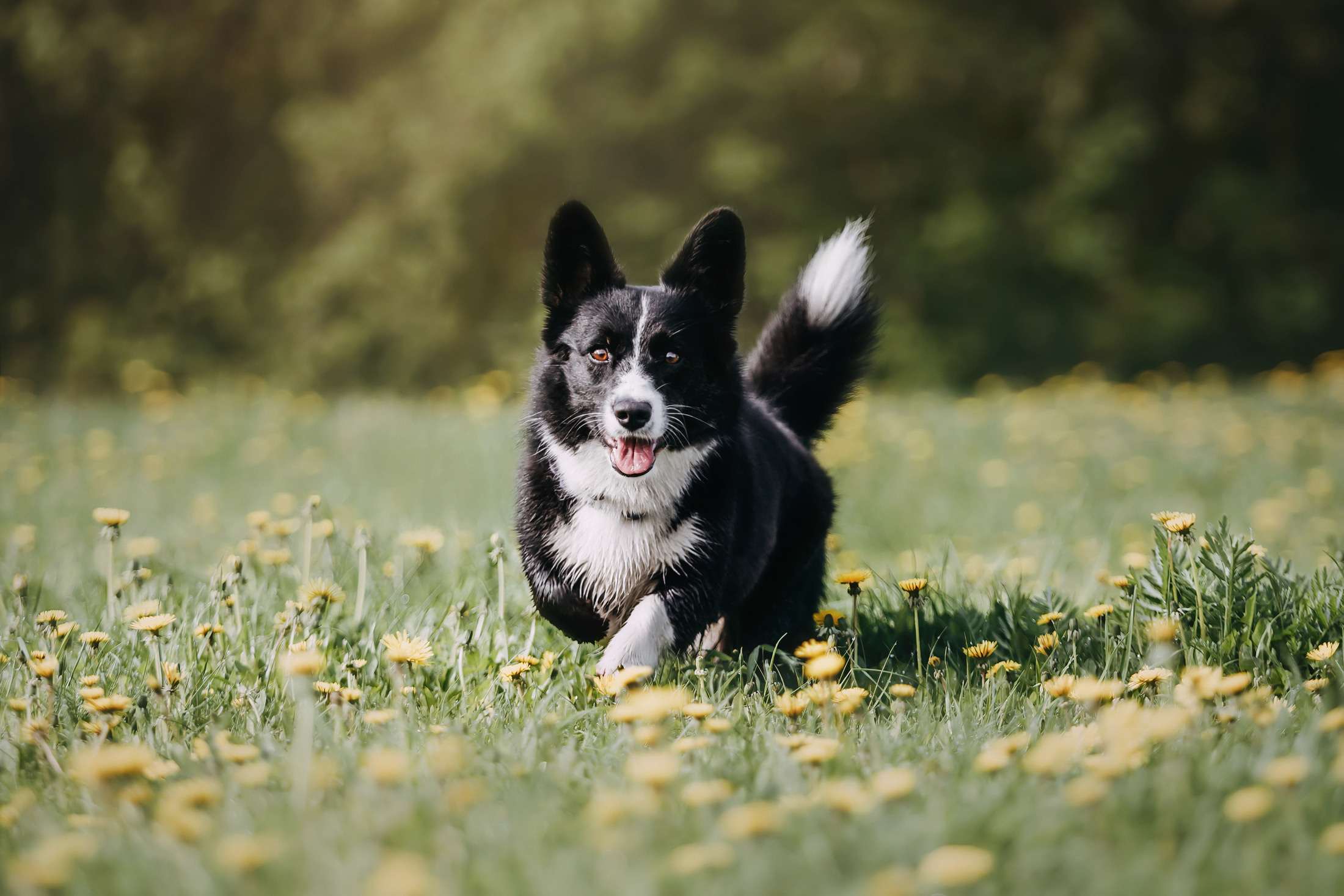 Андрей, Надя и Тара. Фотограф-анималист Елена Радченко, Москва