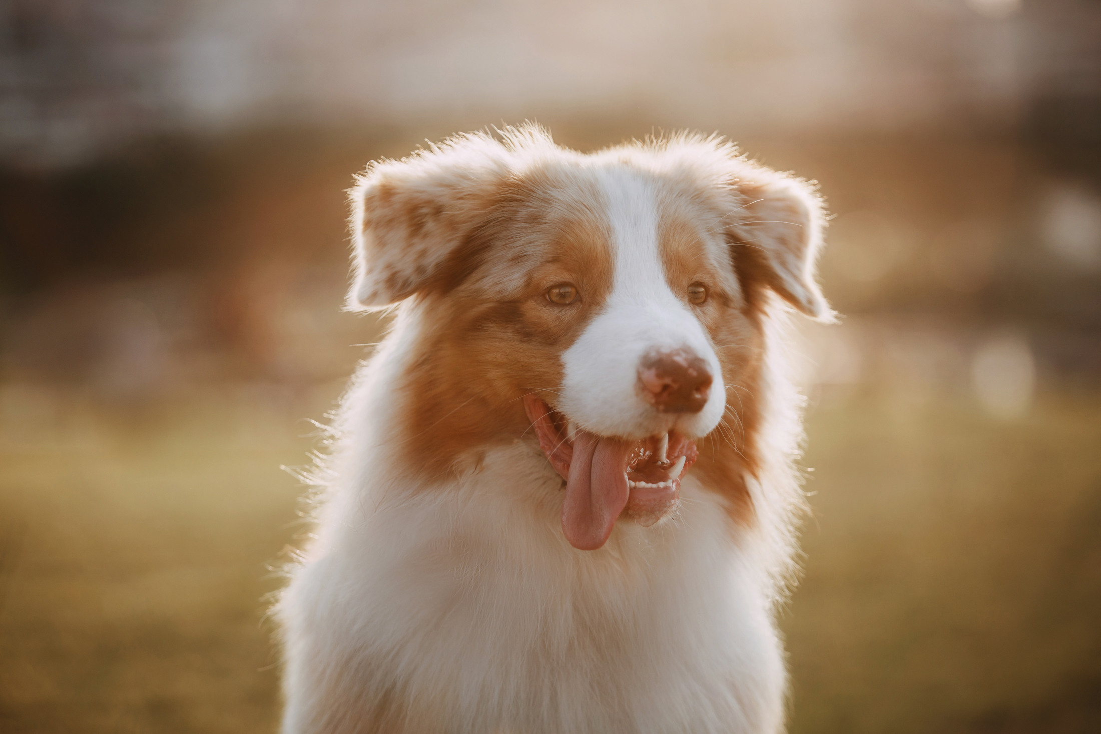 Оксана и Морти. Фотограф-анималист Елена Радченко, Москва