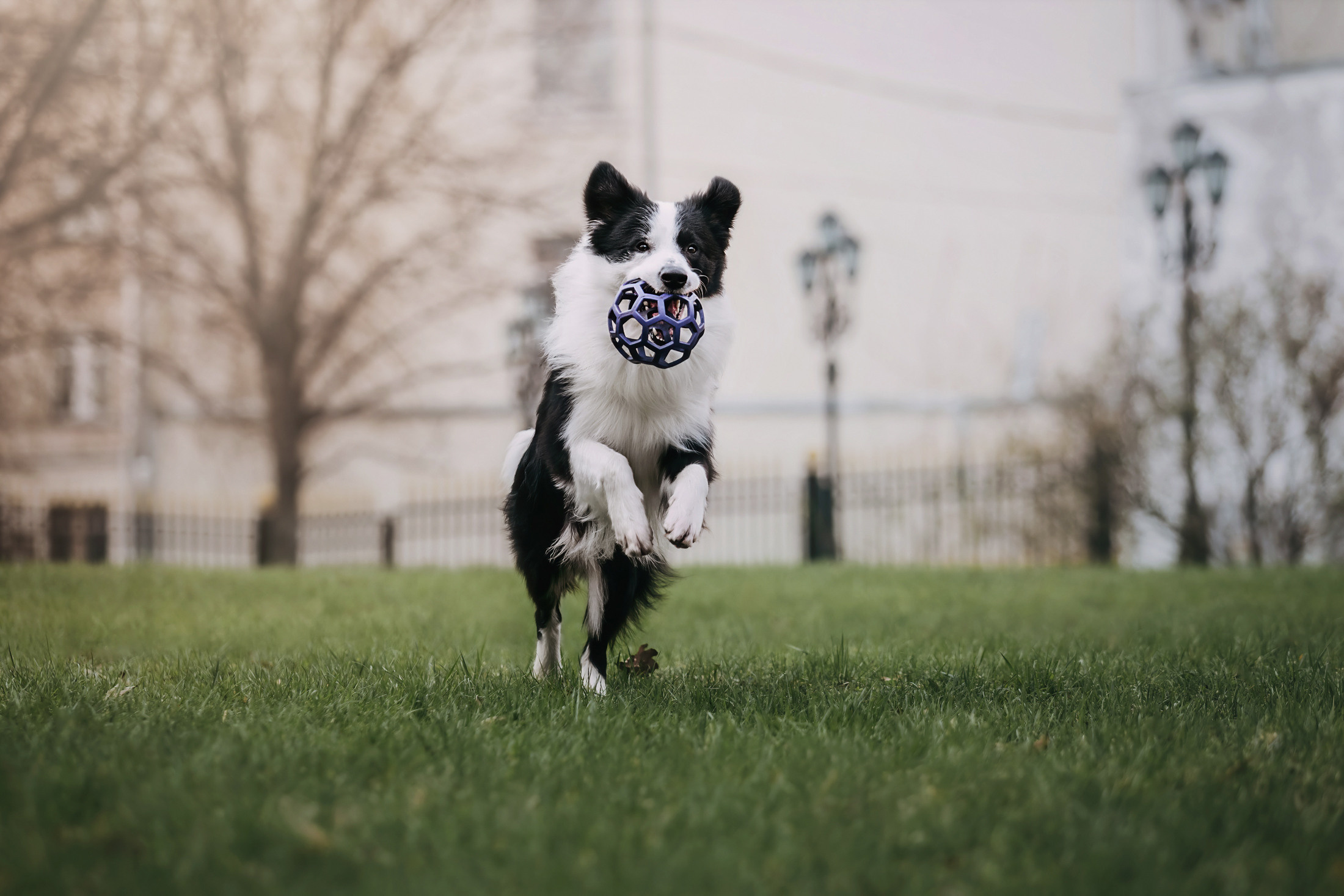 Найт. Фотограф-анималист Елена Радченко, Москва