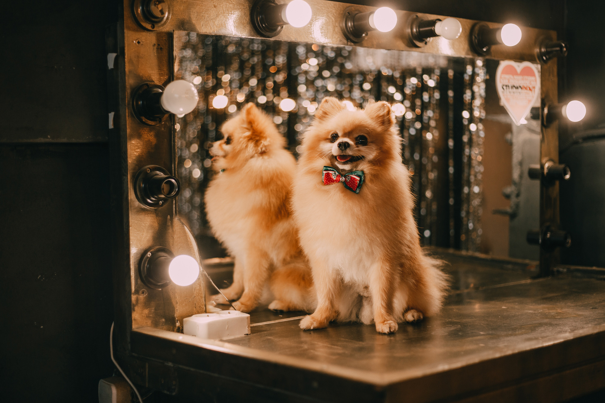 Новогодний фотодень. Фотограф-анималист Елена Радченко, Москва