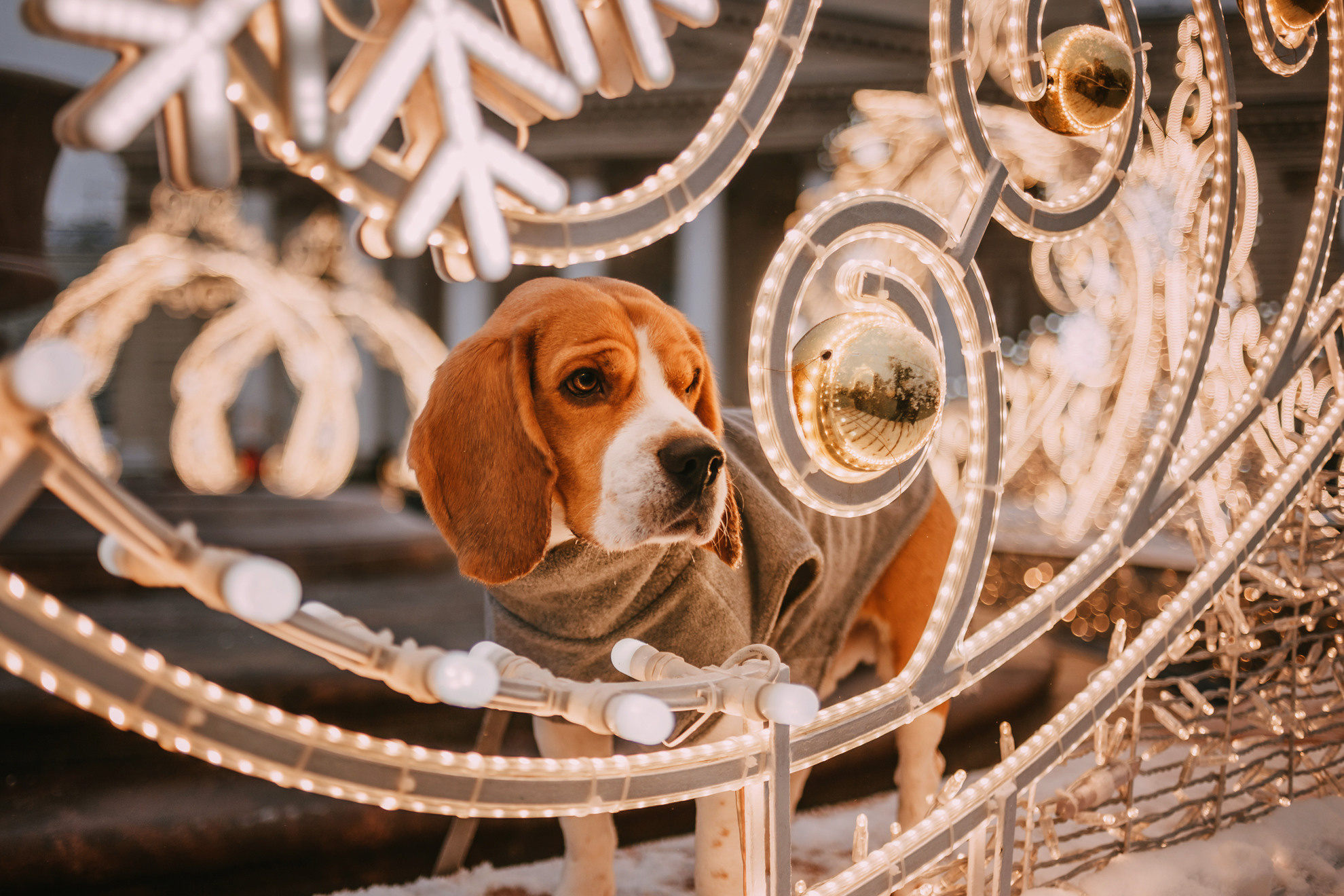 Марина и Дэй. Фотограф-анималист Елена Радченко, Москва