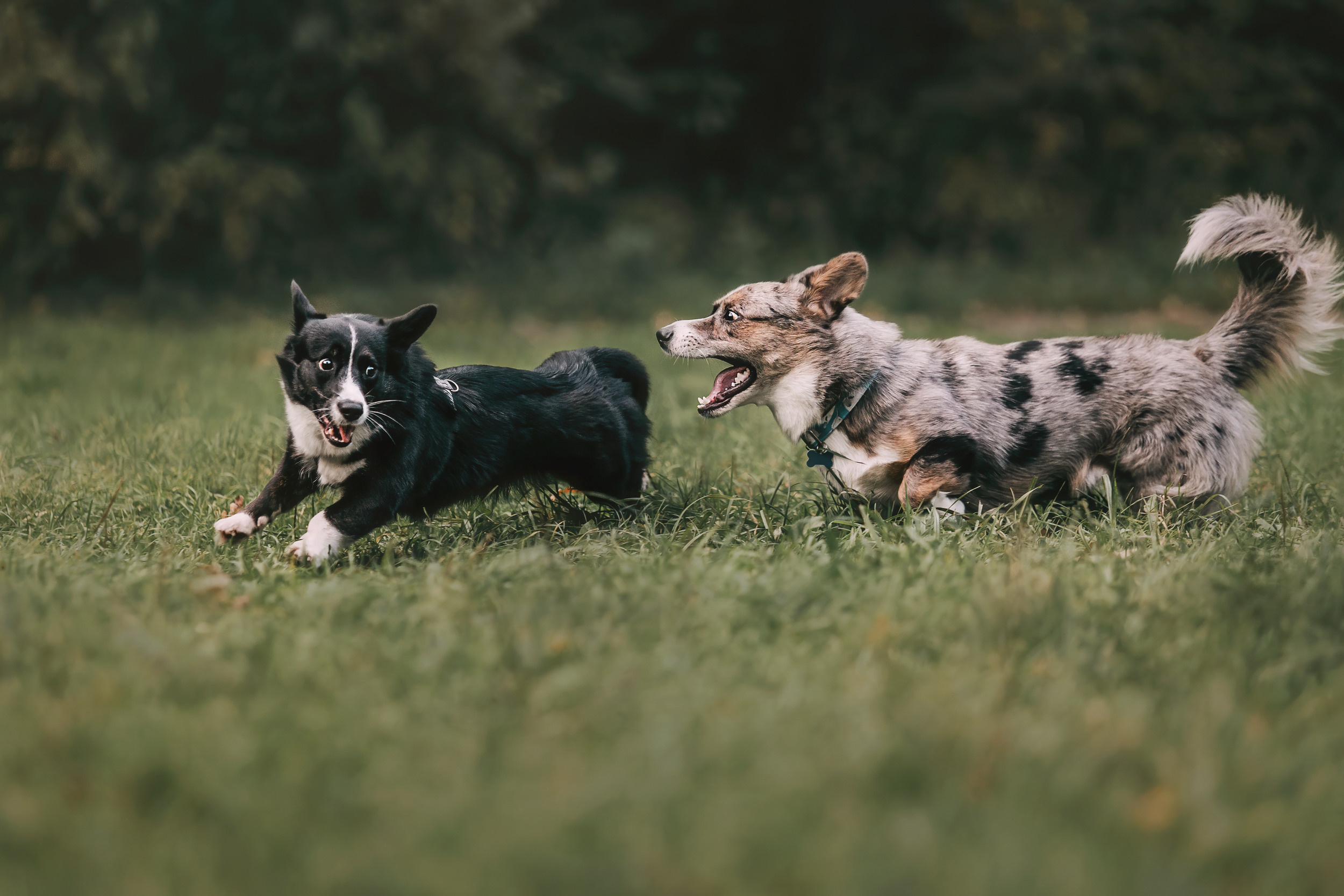 Корги встреча. Фотограф-анималист Елена Радченко, Москва