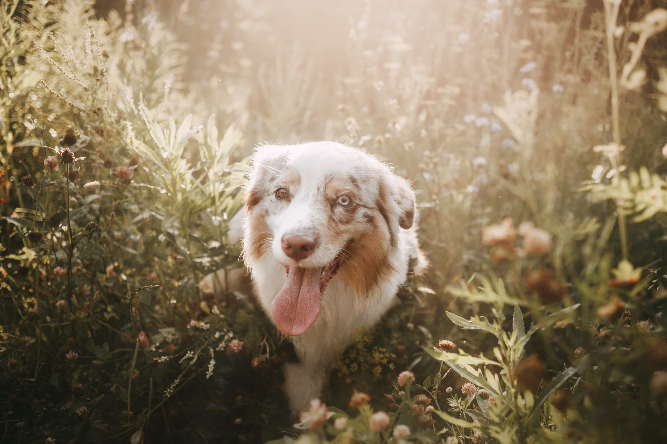 Хаул. Фотограф-анималист Елена Радченко, Москва