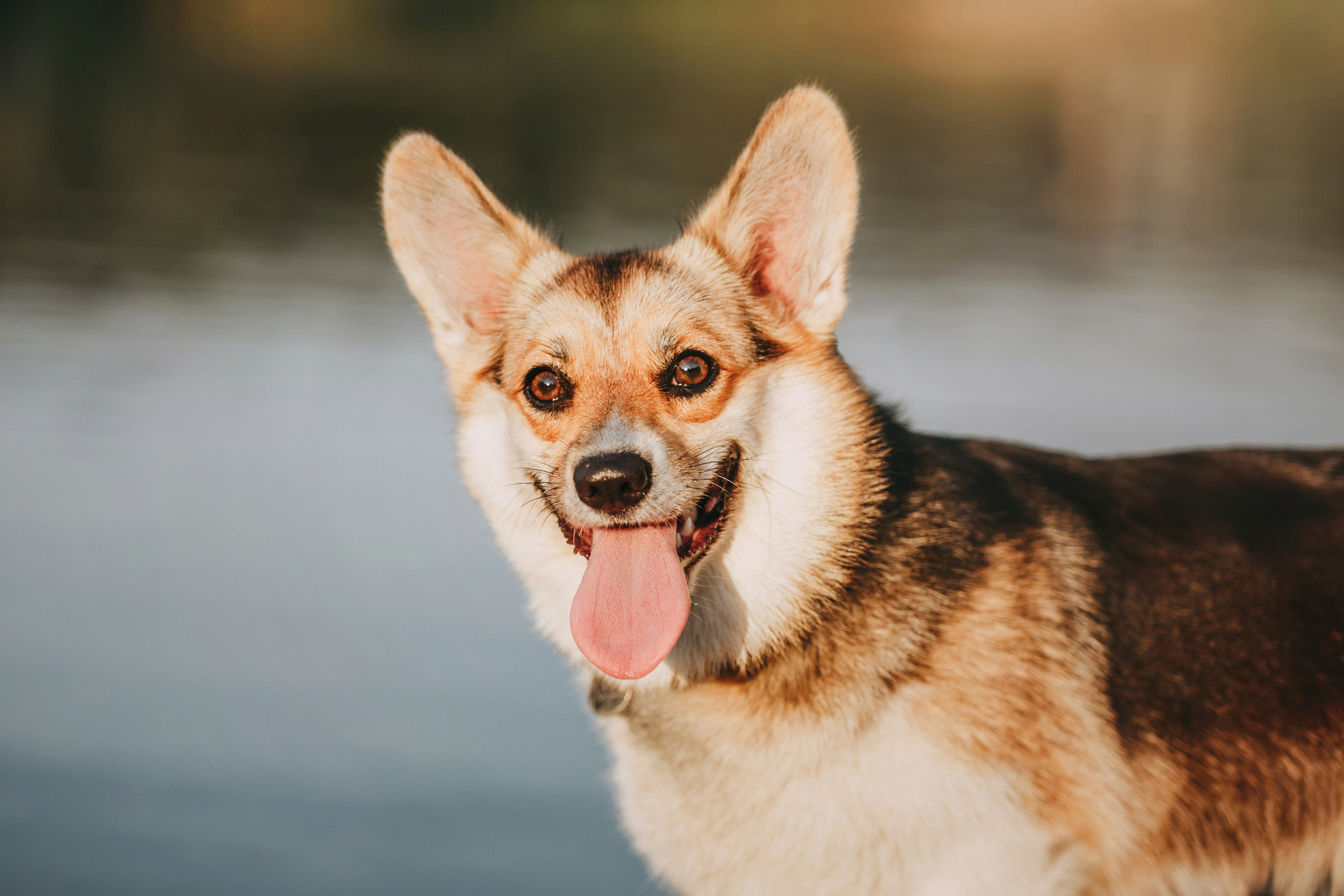 Вилена и Джуна. Фотограф-анималист Елена Радченко, Москва