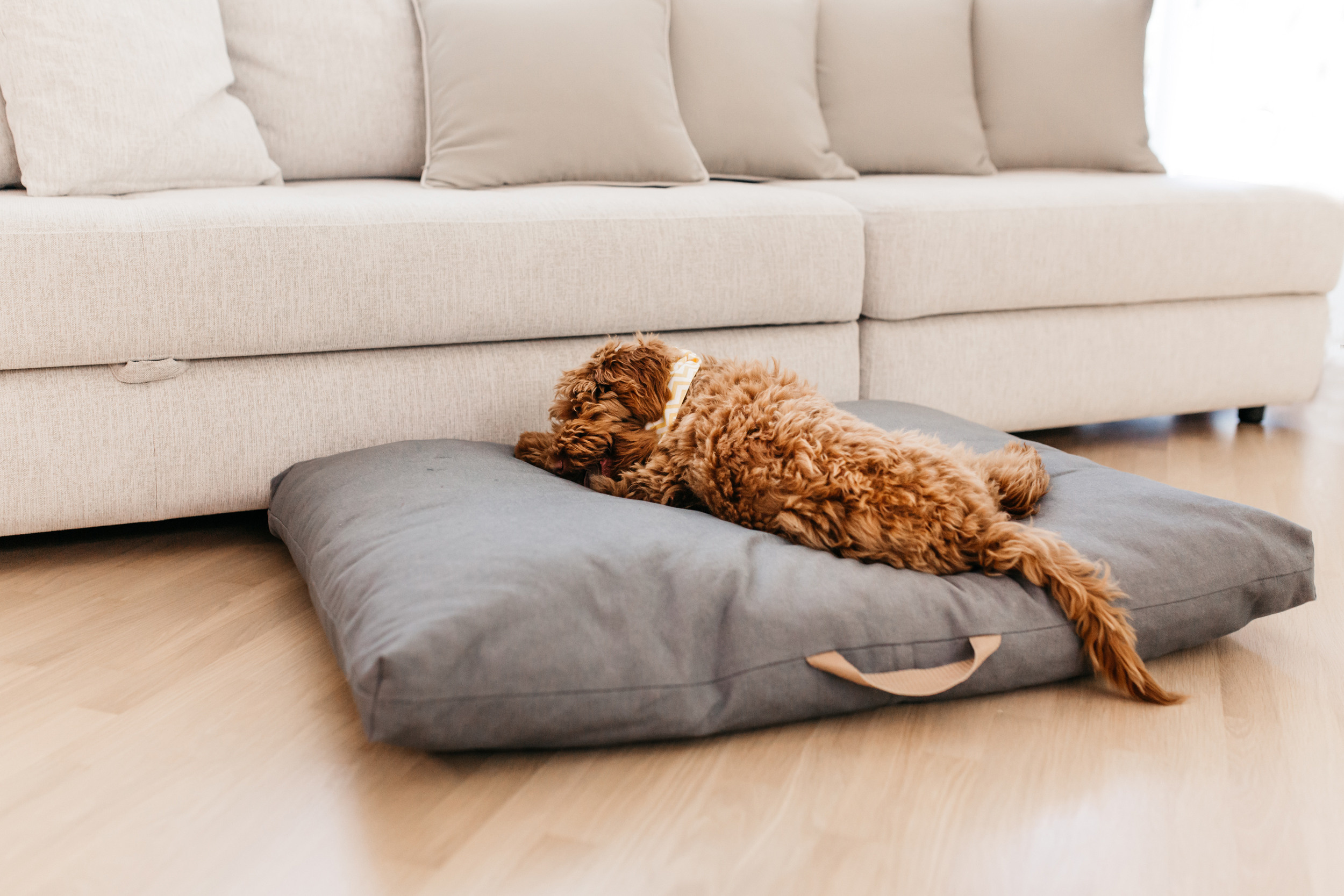 Магазин Bumbaboo. Фотограф-анималист Елена Радченко, Москва