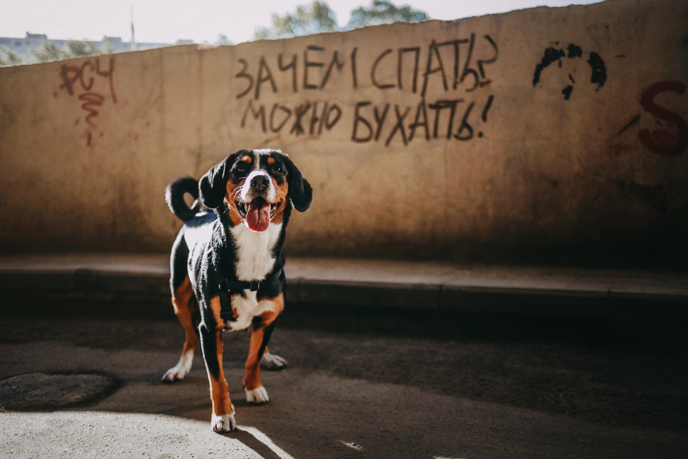 Аня и Вафля. Фотограф-анималист Елена Радченко, Москва