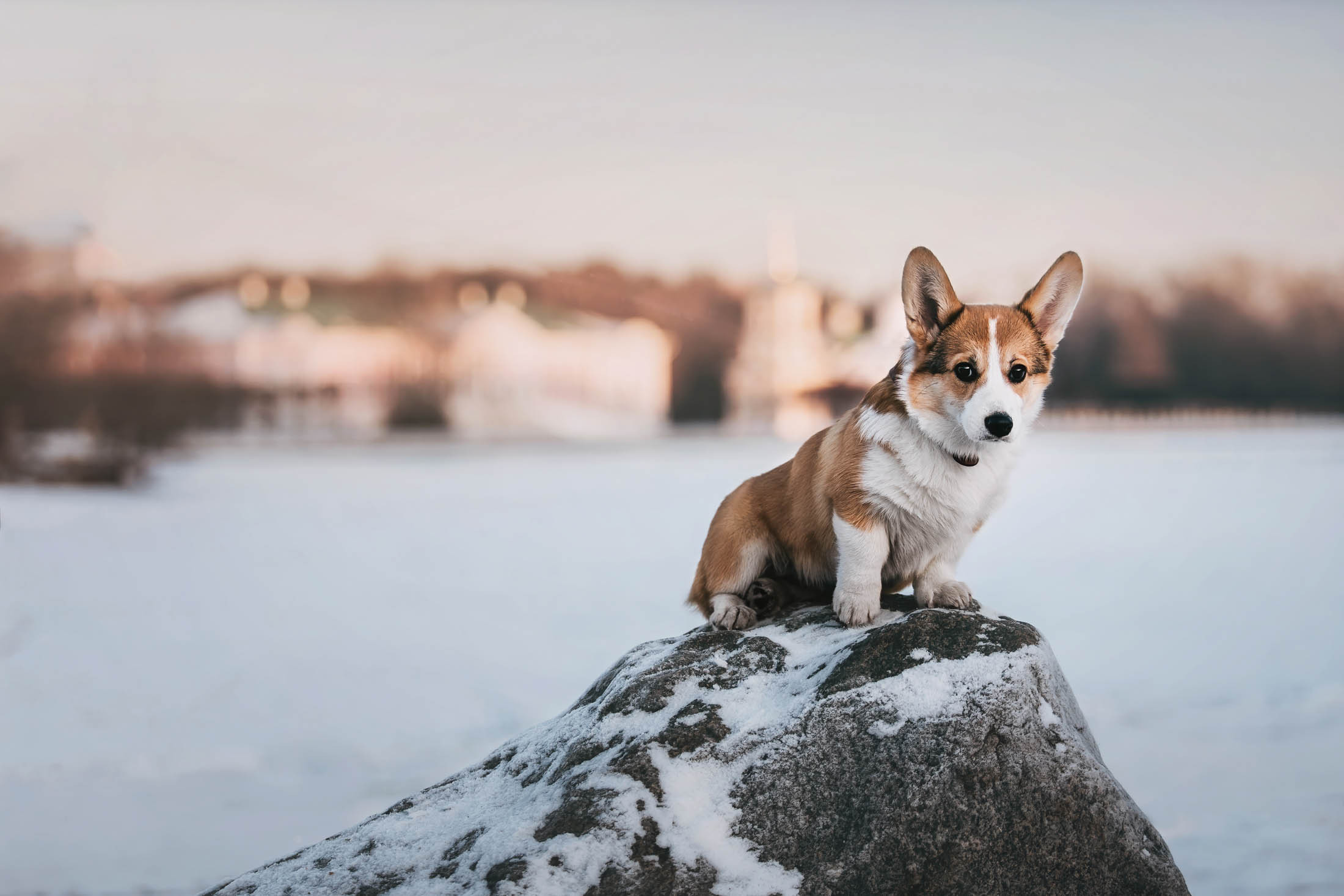 Вилланель. Фотограф-анималист Елена Радченко, Москва