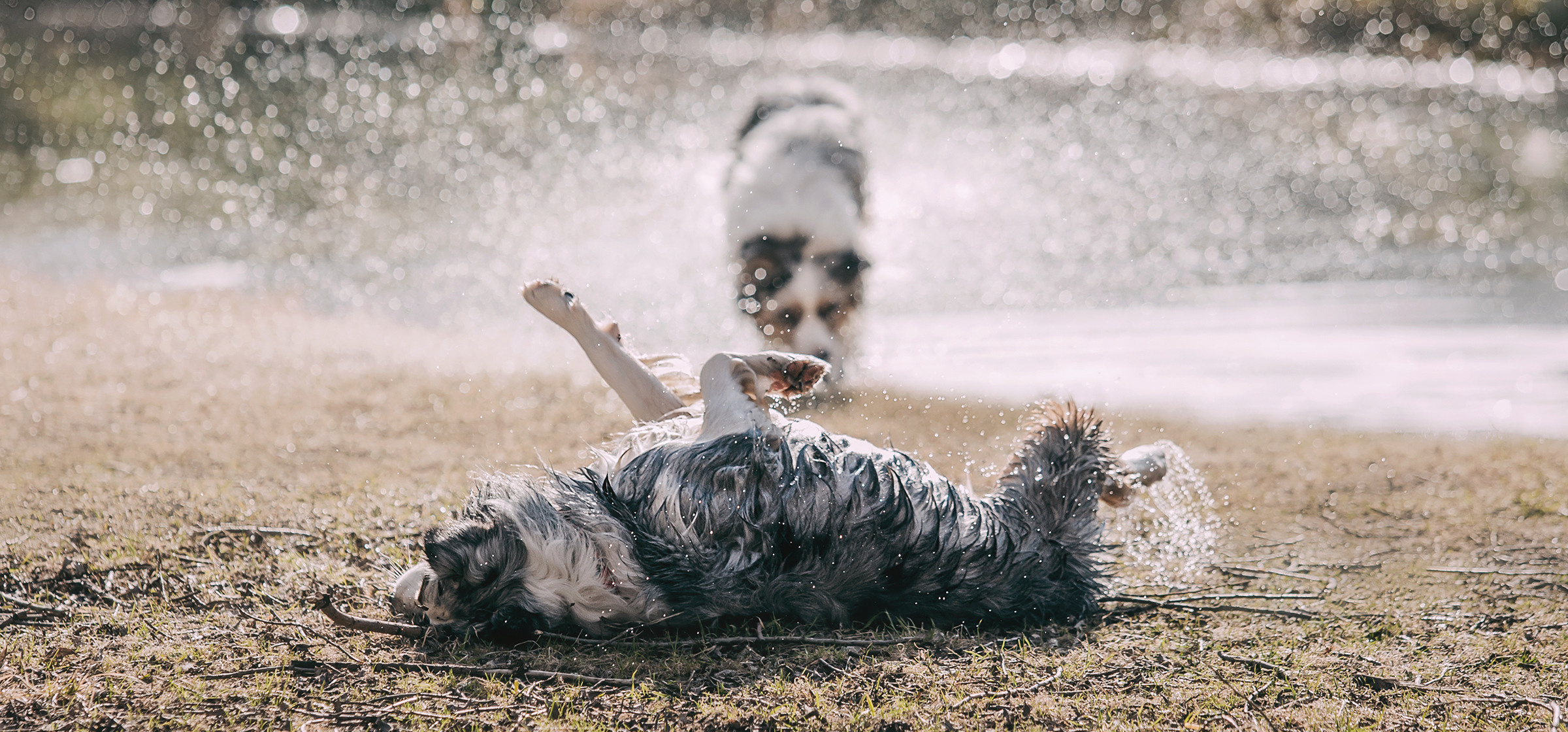 Фотограф-анималист Елена Радченко, Москва