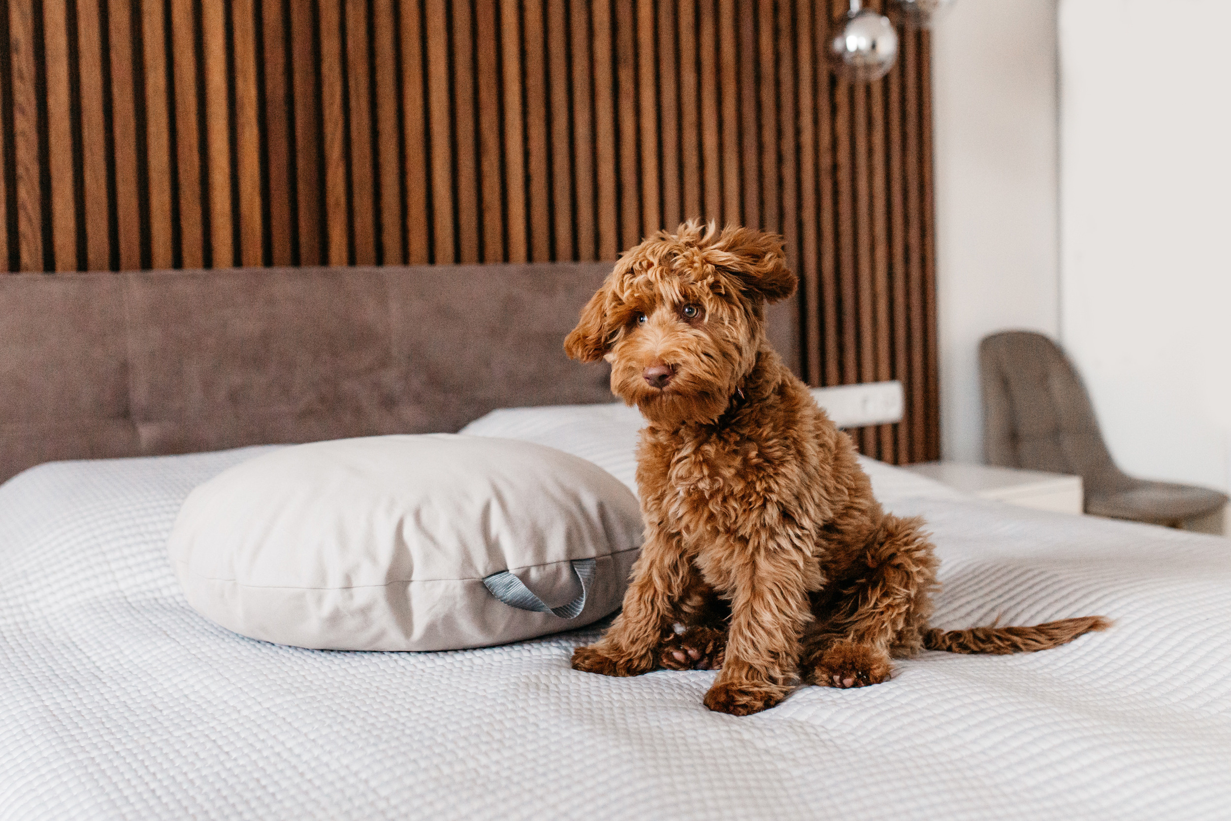 Магазин Bumbaboo. Фотограф-анималист Елена Радченко, Москва