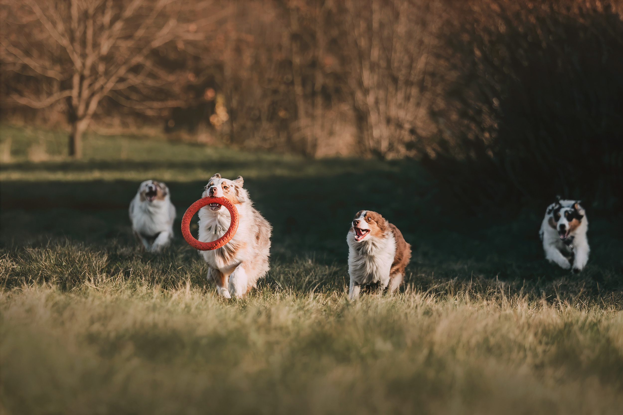 Аусси встреча. Фотограф-анималист Елена Радченко, Москва