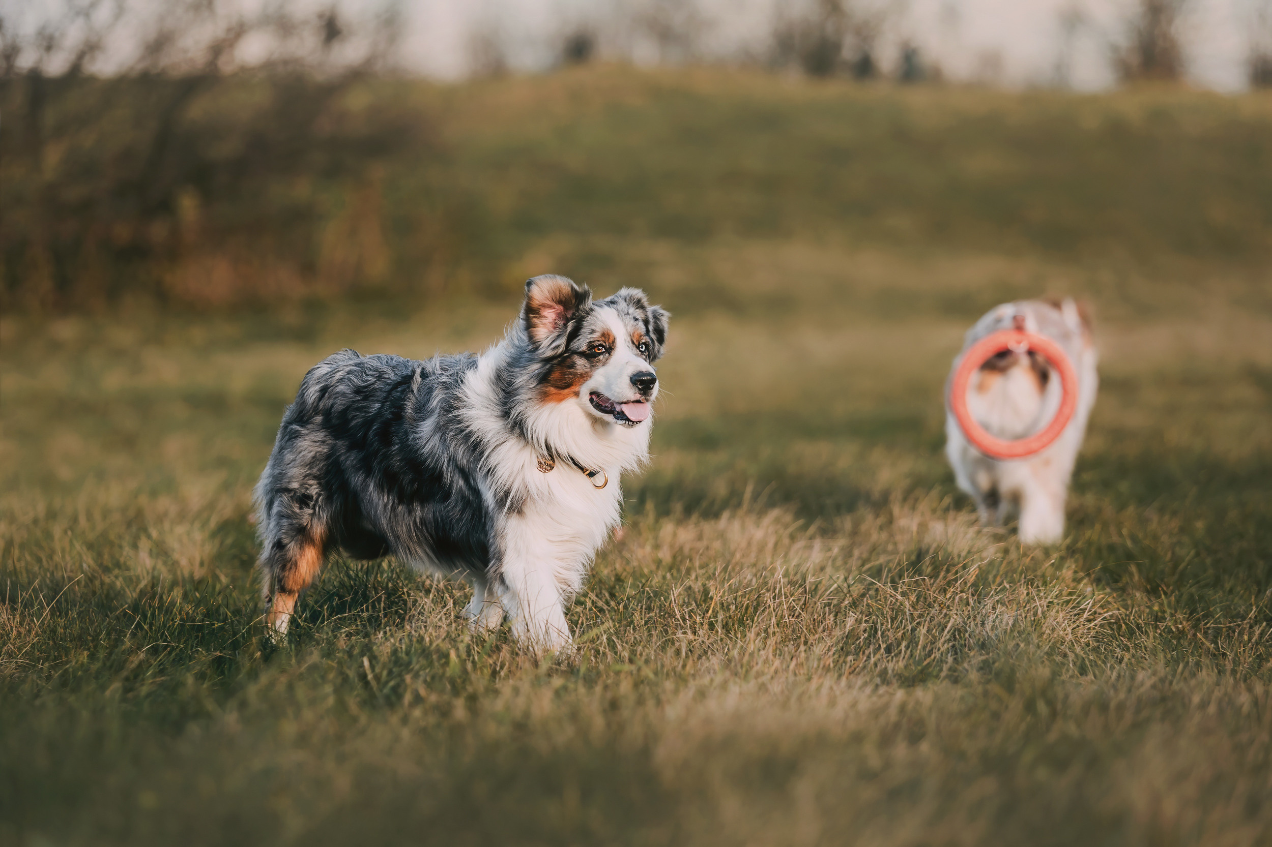 Аусси встреча. Фотограф-анималист Елена Радченко, Москва