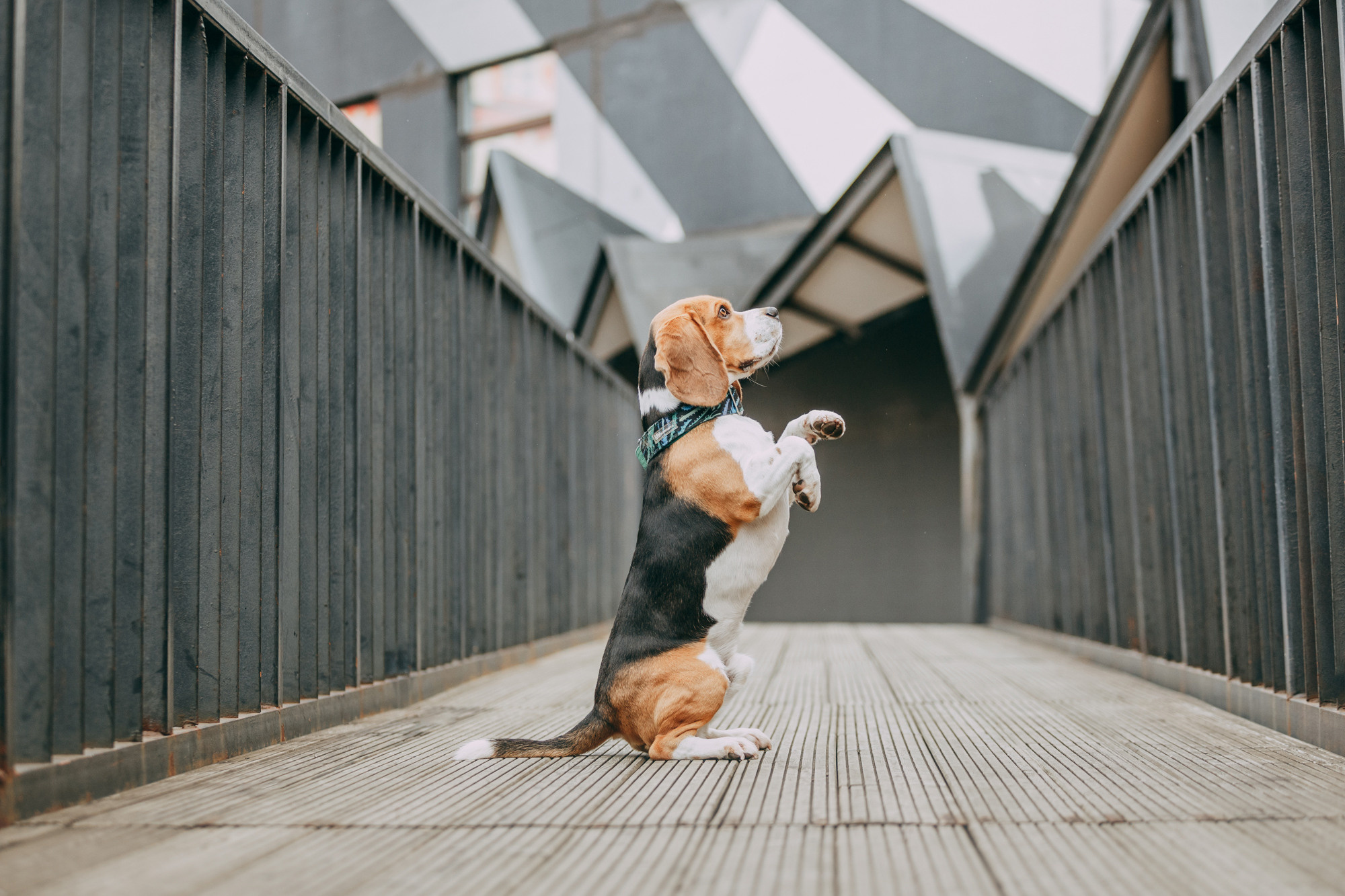 Марина и Дэй. Фотограф-анималист Елена Радченко, Москва
