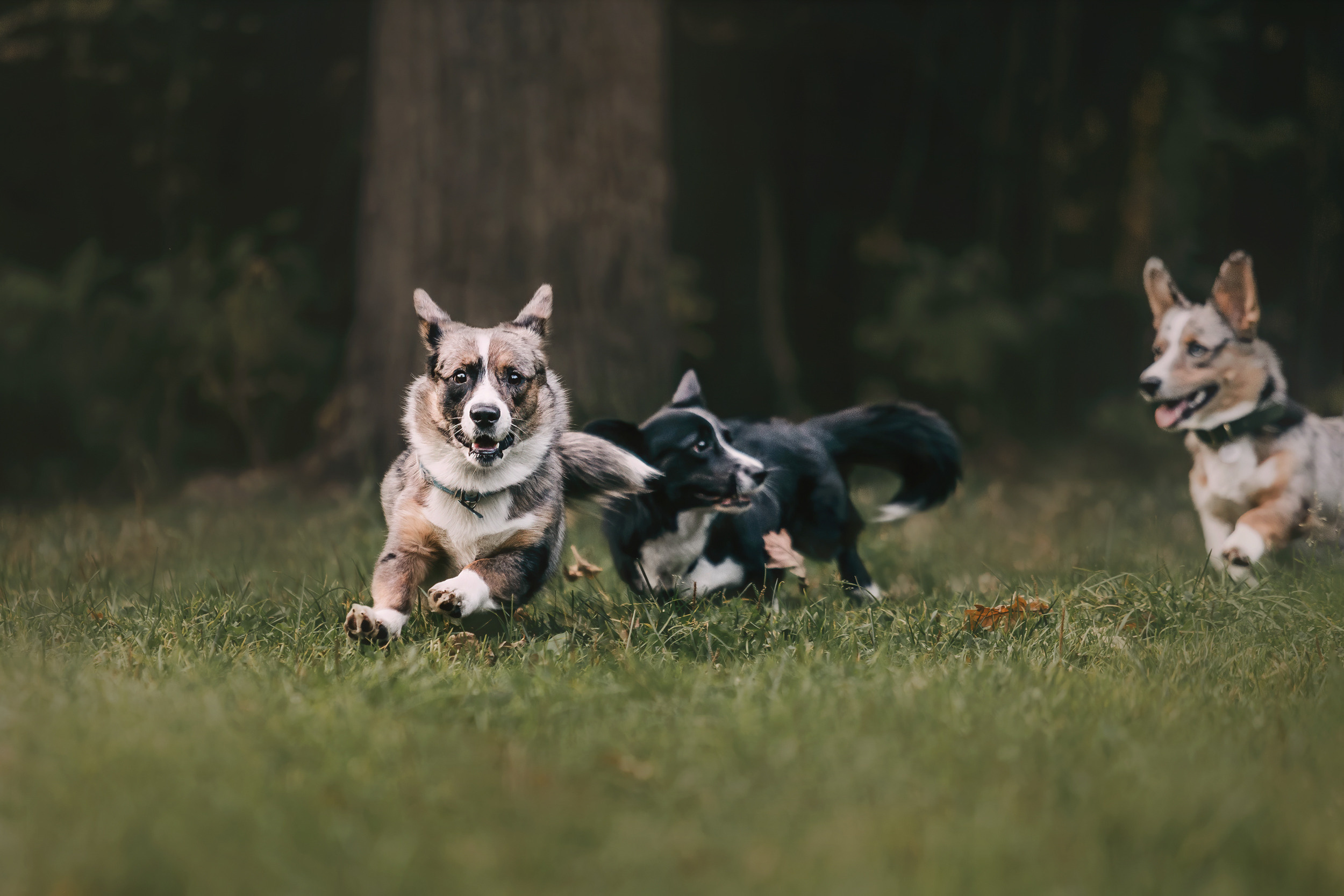 Корги встреча. Фотограф-анималист Елена Радченко, Москва