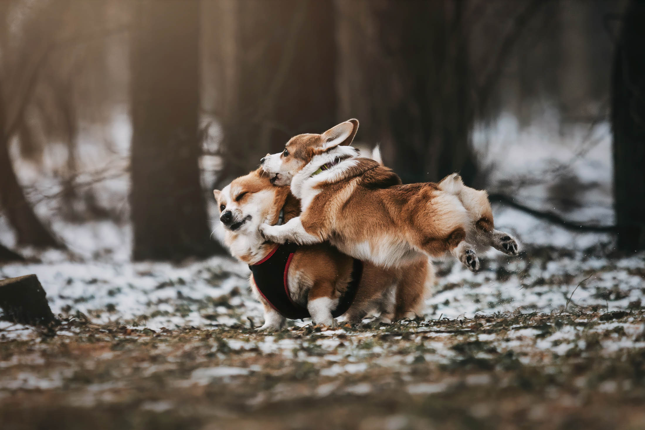 Вилланель. Фотограф-анималист Елена Радченко, Москва