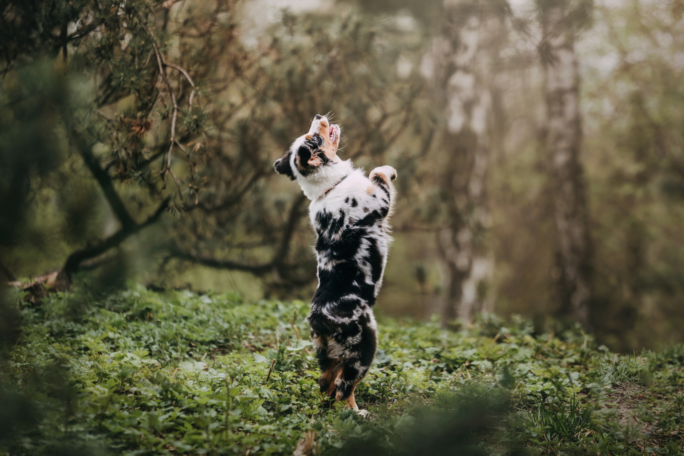 Цири. Фотограф-анималист Елена Радченко, Москва