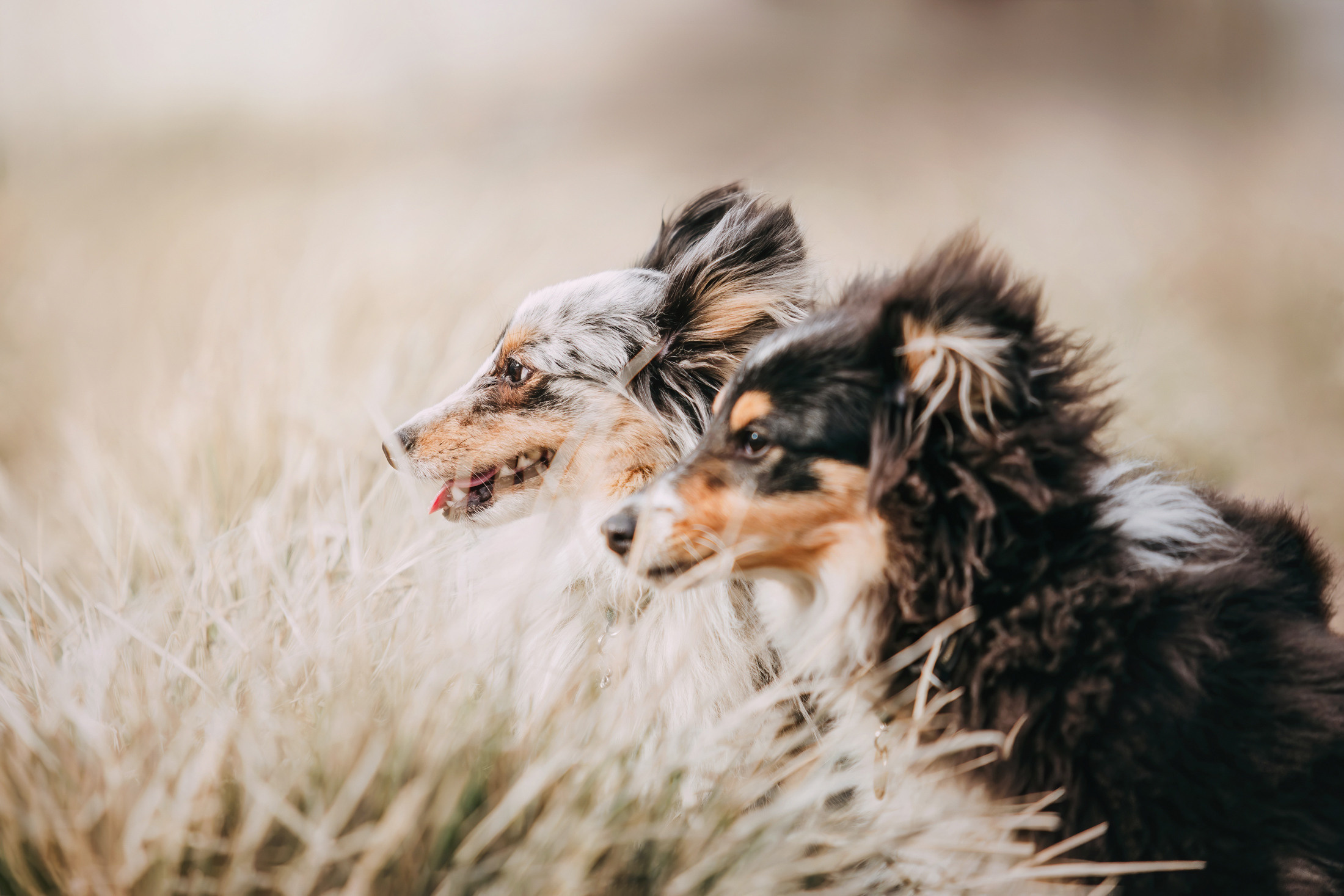 Патрик и Руфус. Фотограф-анималист Елена Радченко, Москва