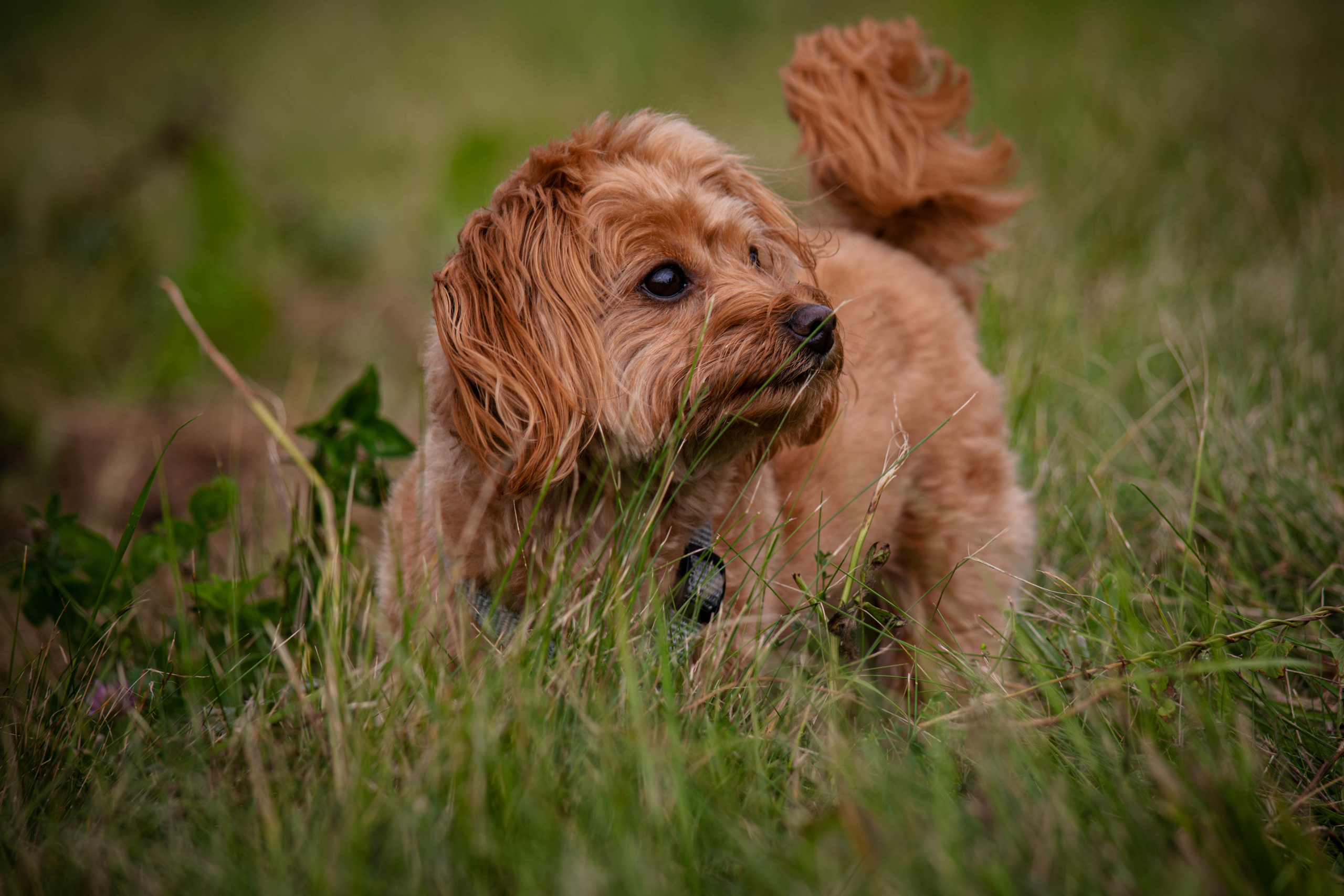 Прогулка в парке Митино. Фотограф Светлана Блинова, Москва и Московская область