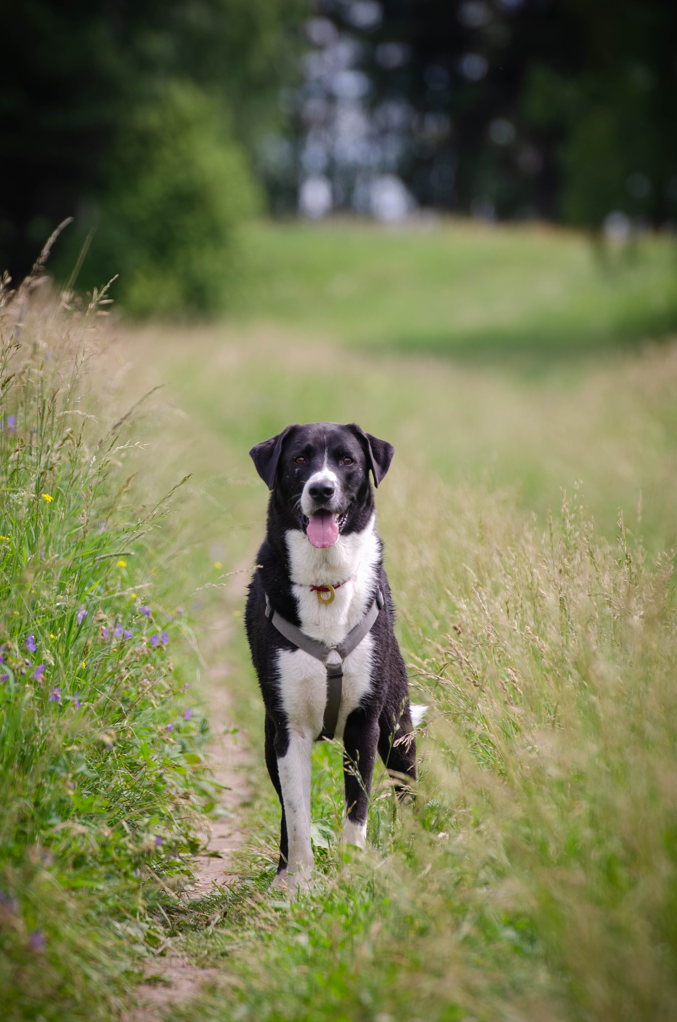 Прогулка (Лохин остров). Фотограф Светлана Блинова, Москва и Московская область
