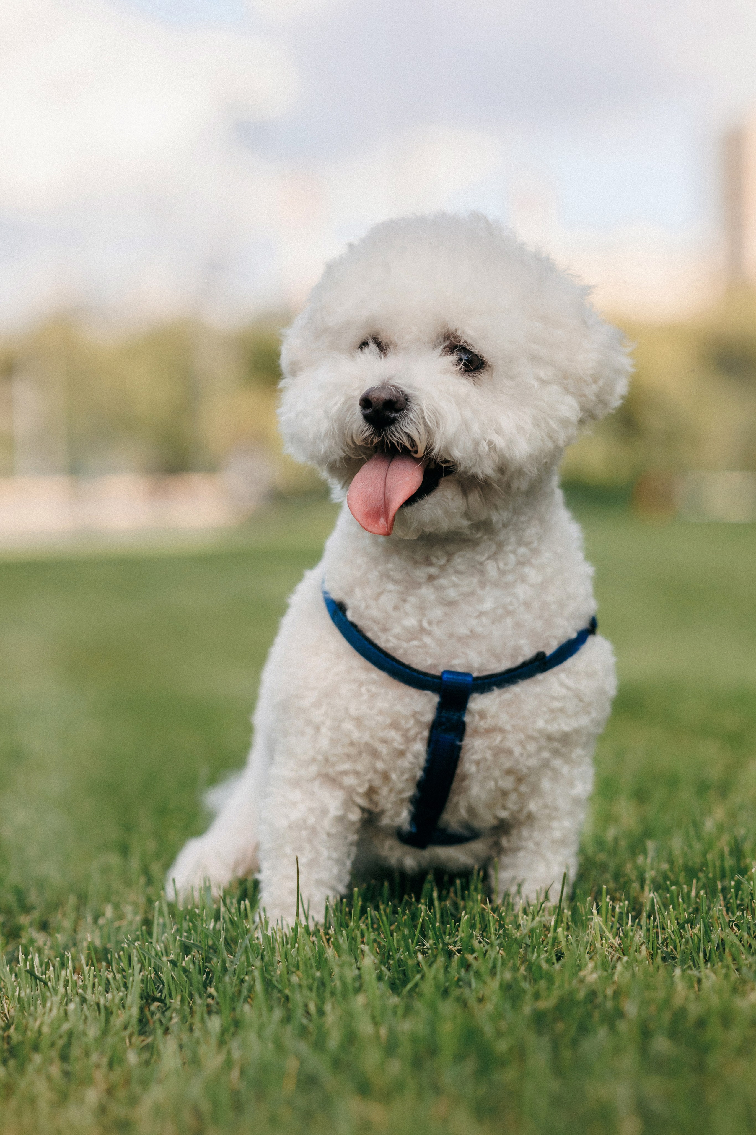 Марина, Данил и Бруно. Фотограф-анималист Елена Радченко, Москва