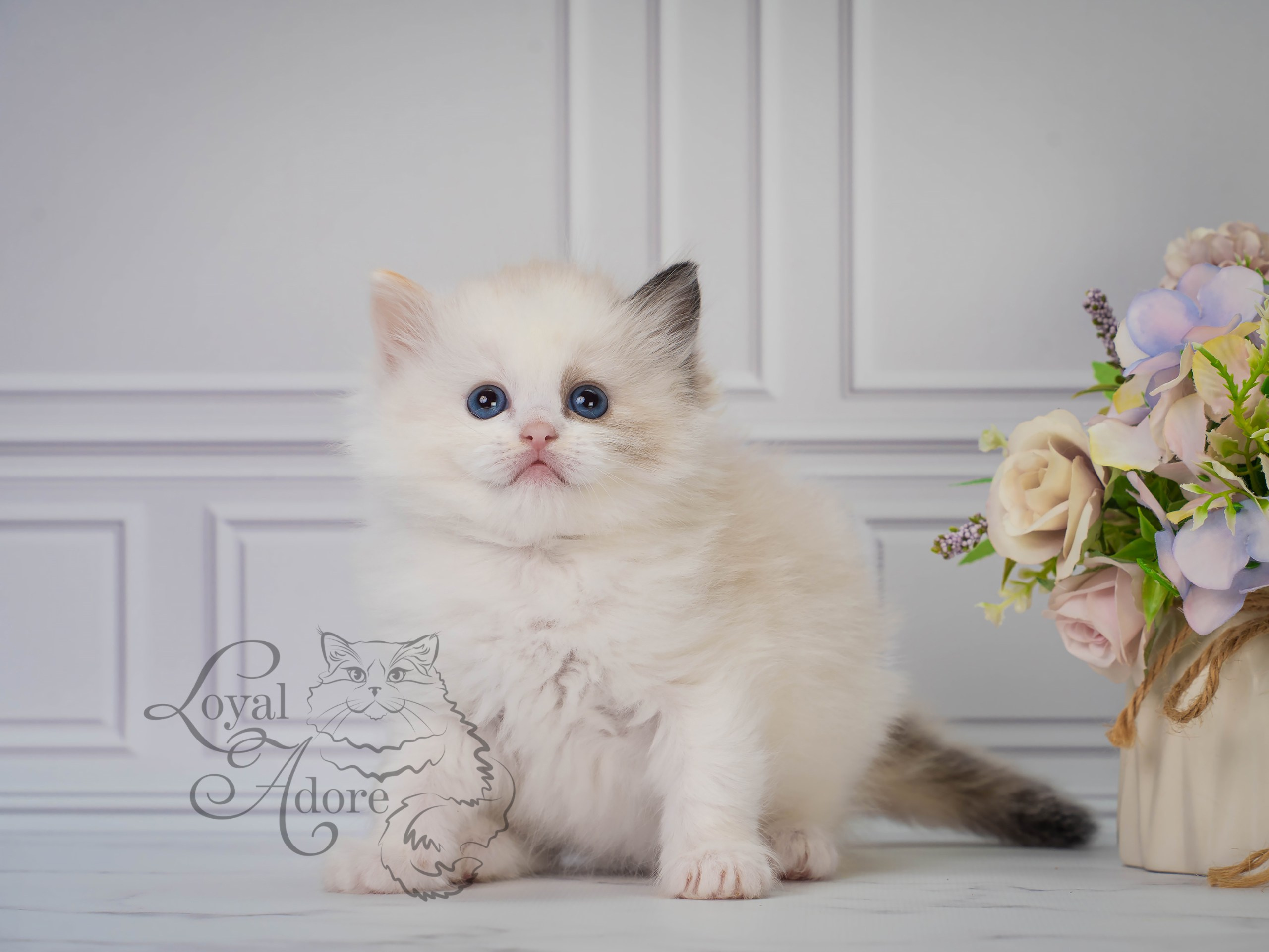 Котята рэгдолл от Loyal Adore. Питомник рэгдолл Loyal Adore