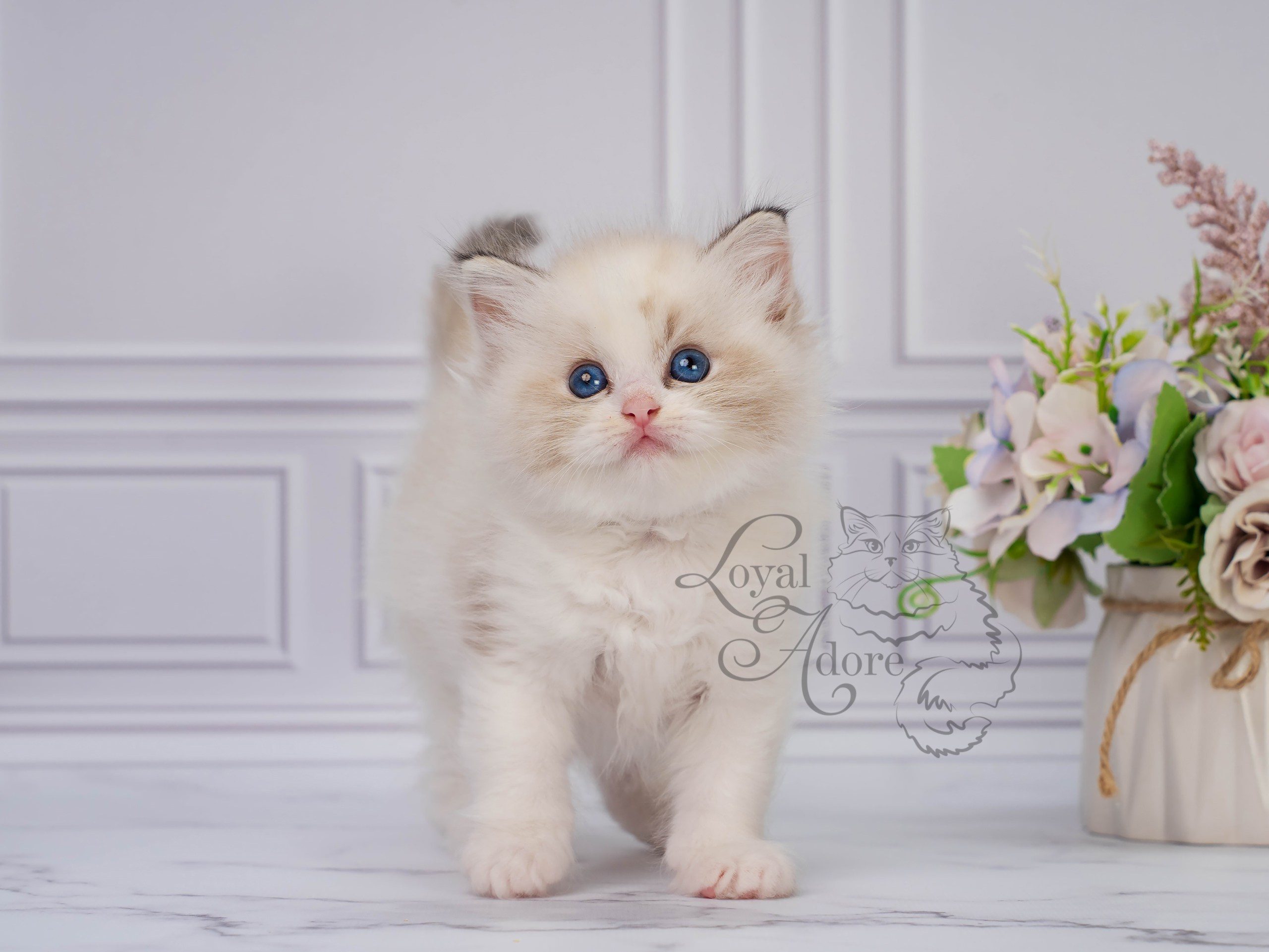 Кошки производители Loyal Adore. Питомник рэгдолл Loyal Adore