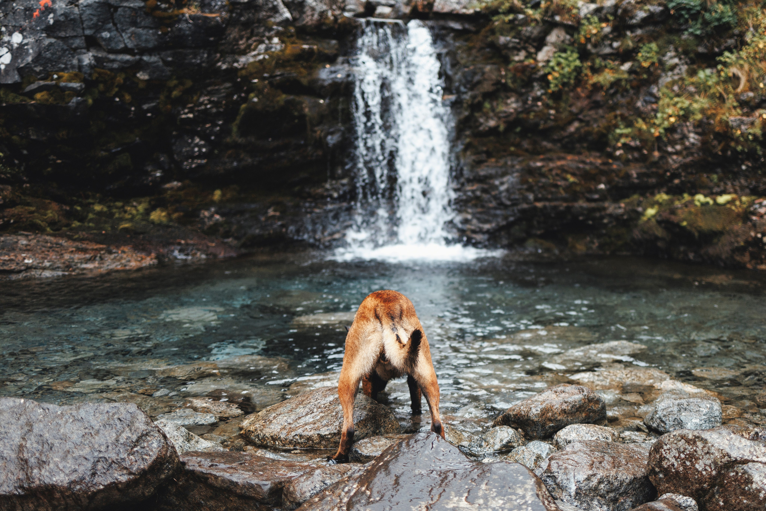 Водопад. Фотограф-анималист Анна Маринич
