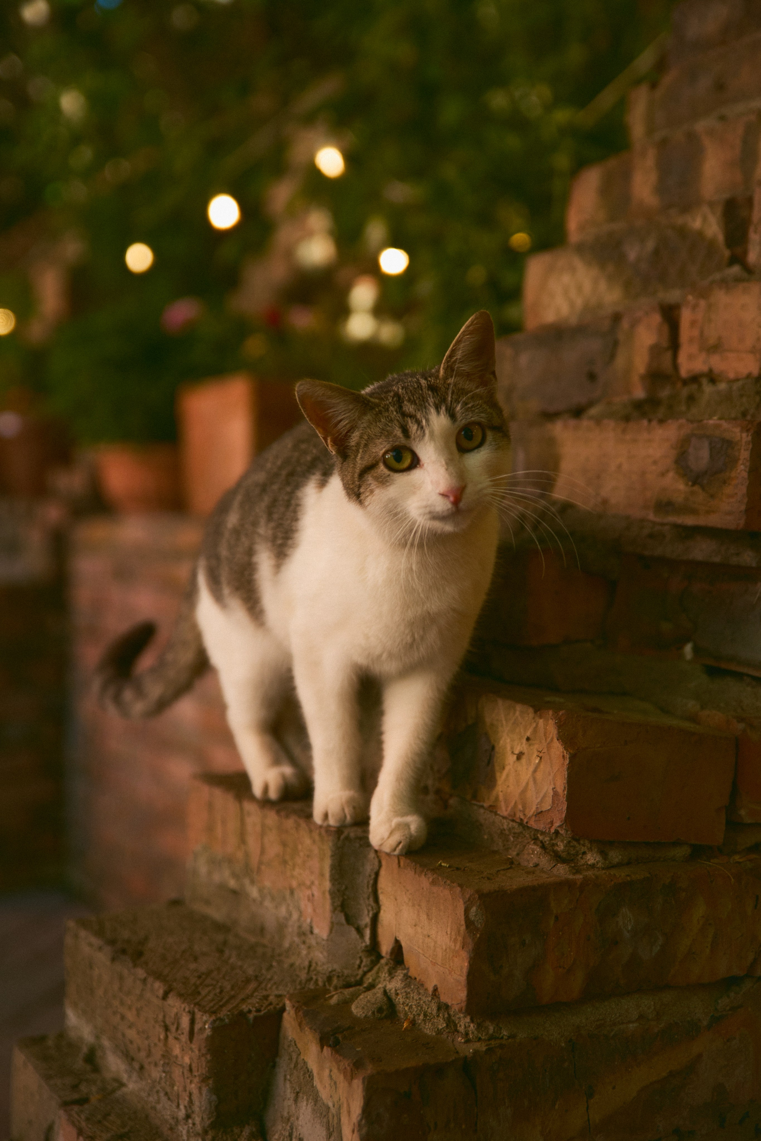 Catherine | Nikita. Фотограф Ирина Гринько Тольятти Самара Москва