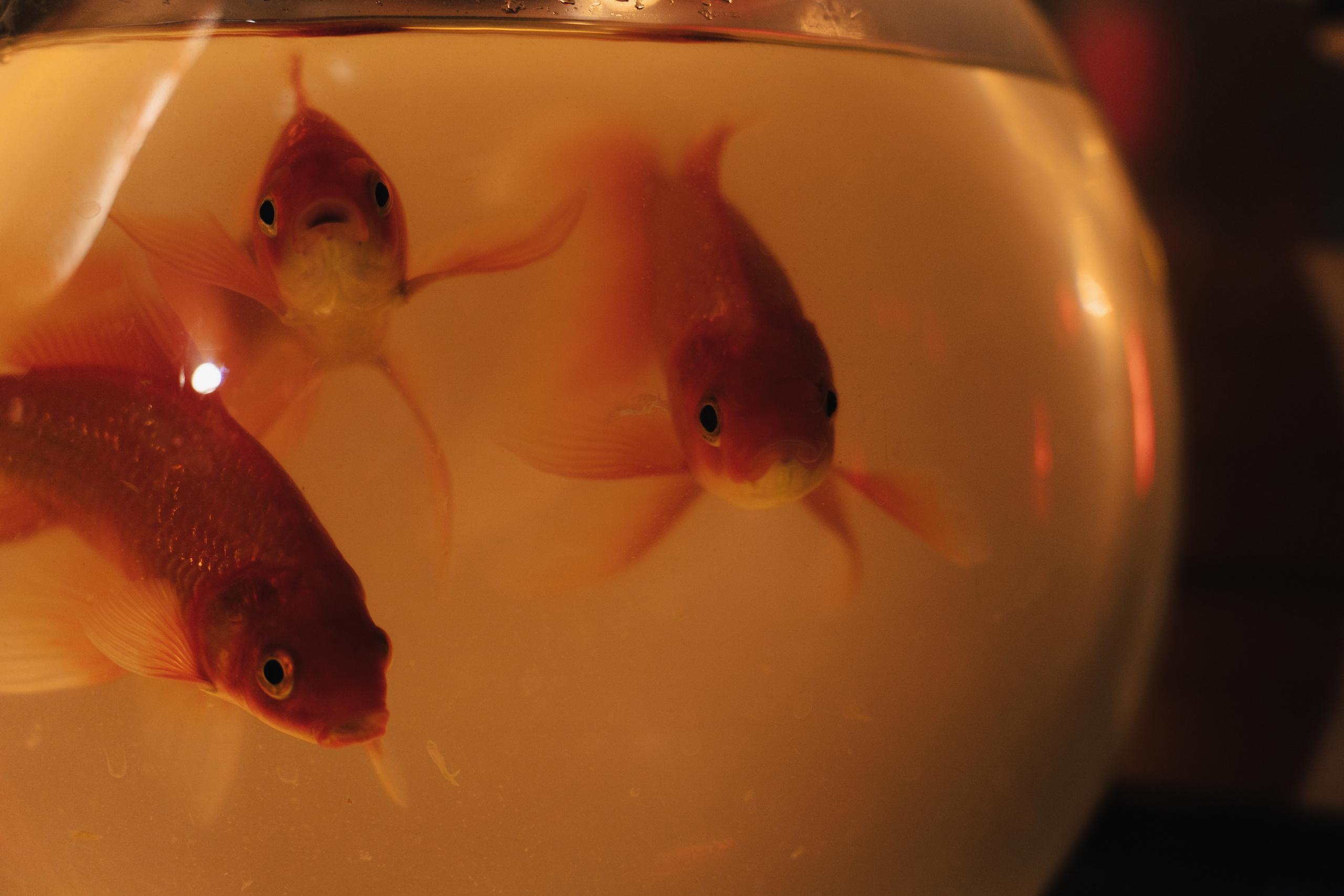 Свадебный фотограф и видеограф в Тольятти, Самаре и Москве — Арзу Магеррамов