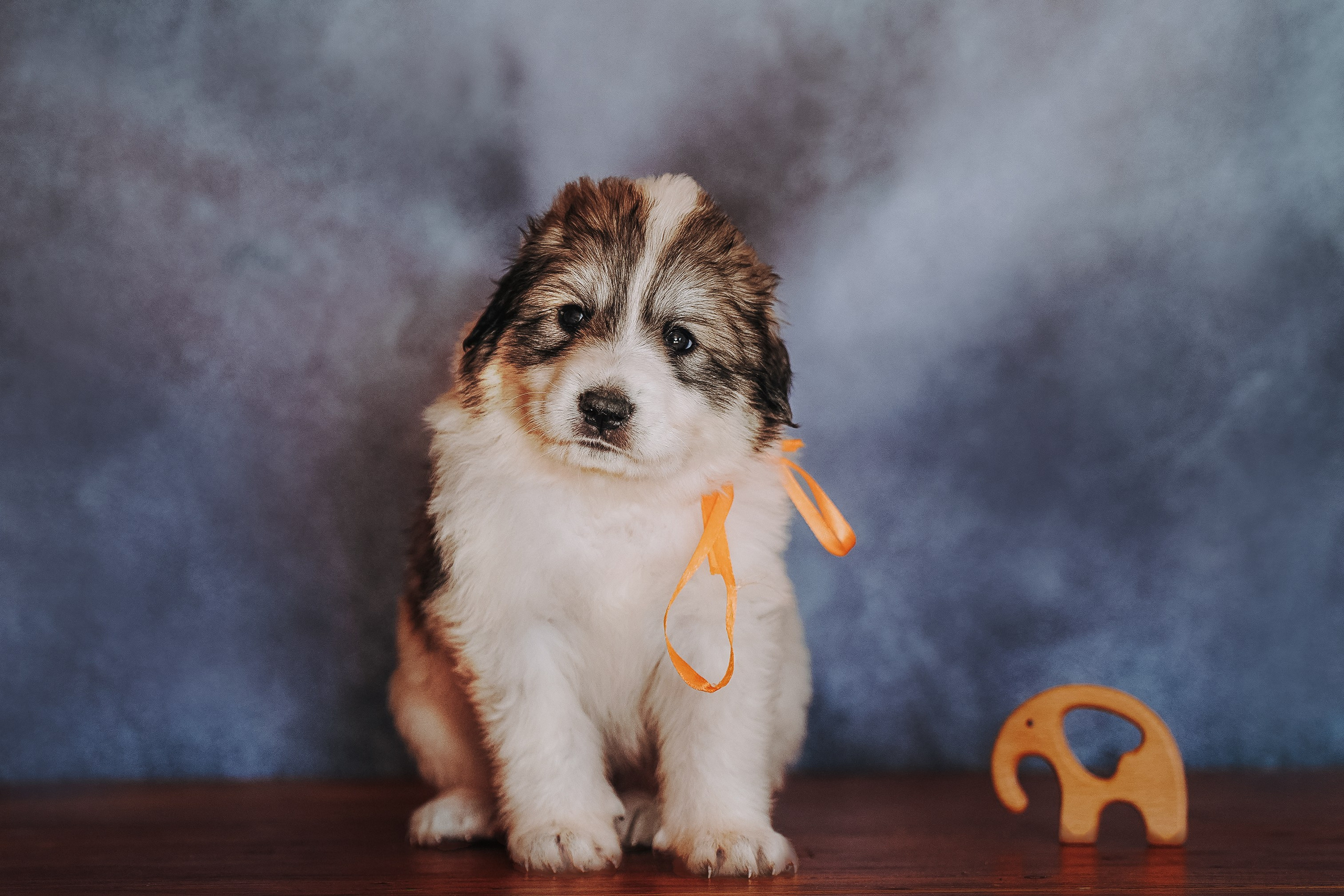 Пиренейские горные. Фотограф анималист в Спб недорого Олеся Майорова